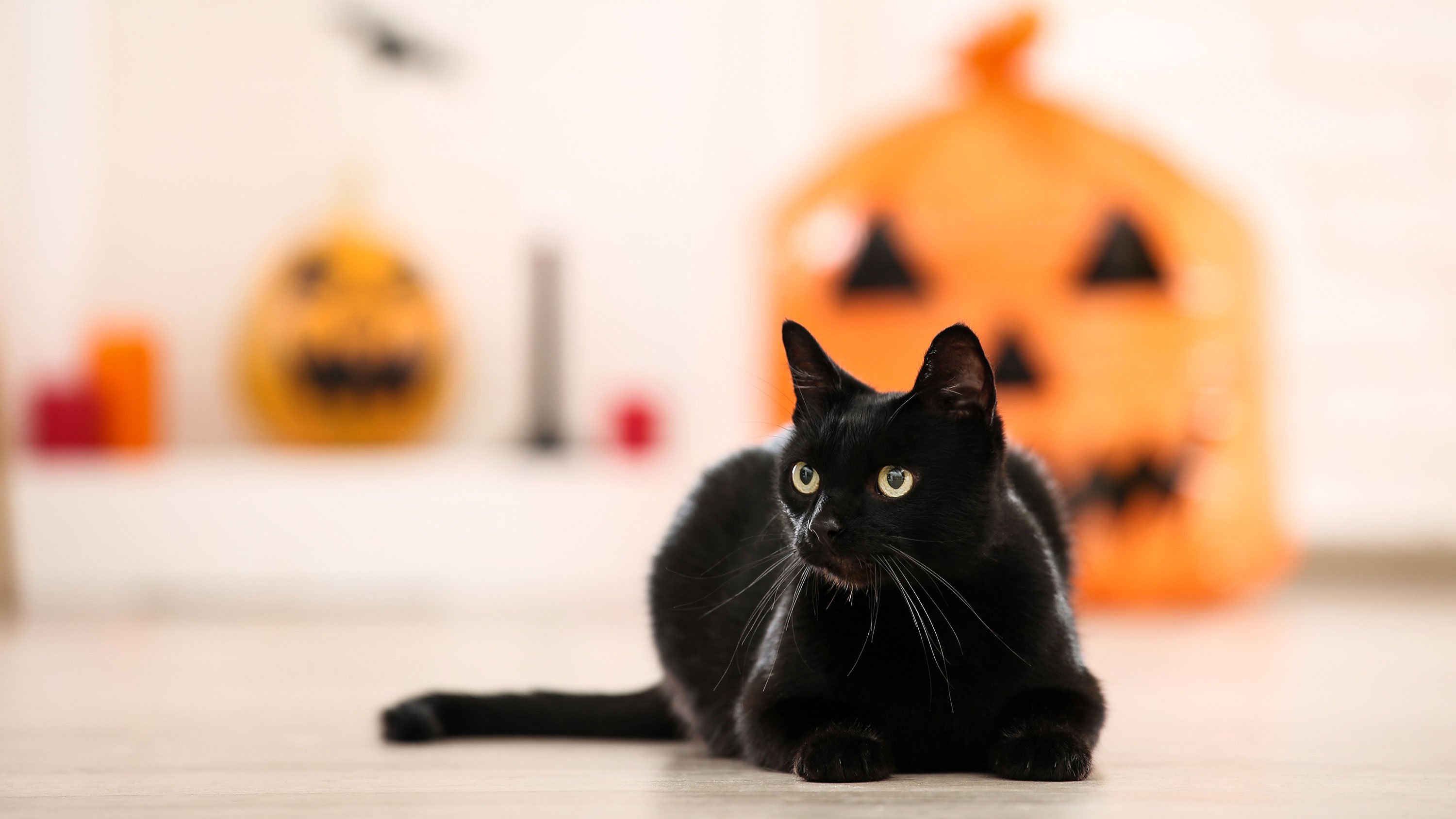 It's National Black Cat Day! Here are five facts to know about our black feline friends