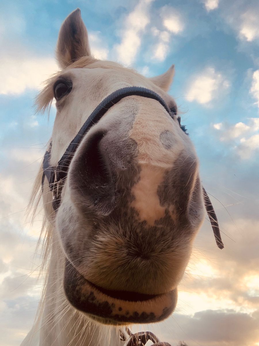 Horse selfie. Horses, Funny horses, Dapple grey horses