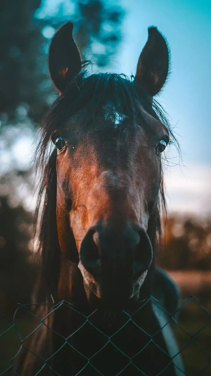 Кони. Horse wallpaper, Pretty horses, Horses