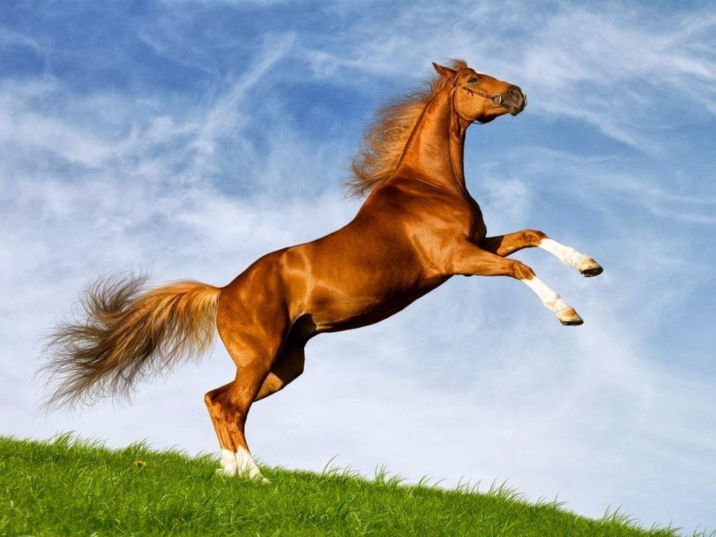 Download Cute Horse Wallpaper, HD Background Download