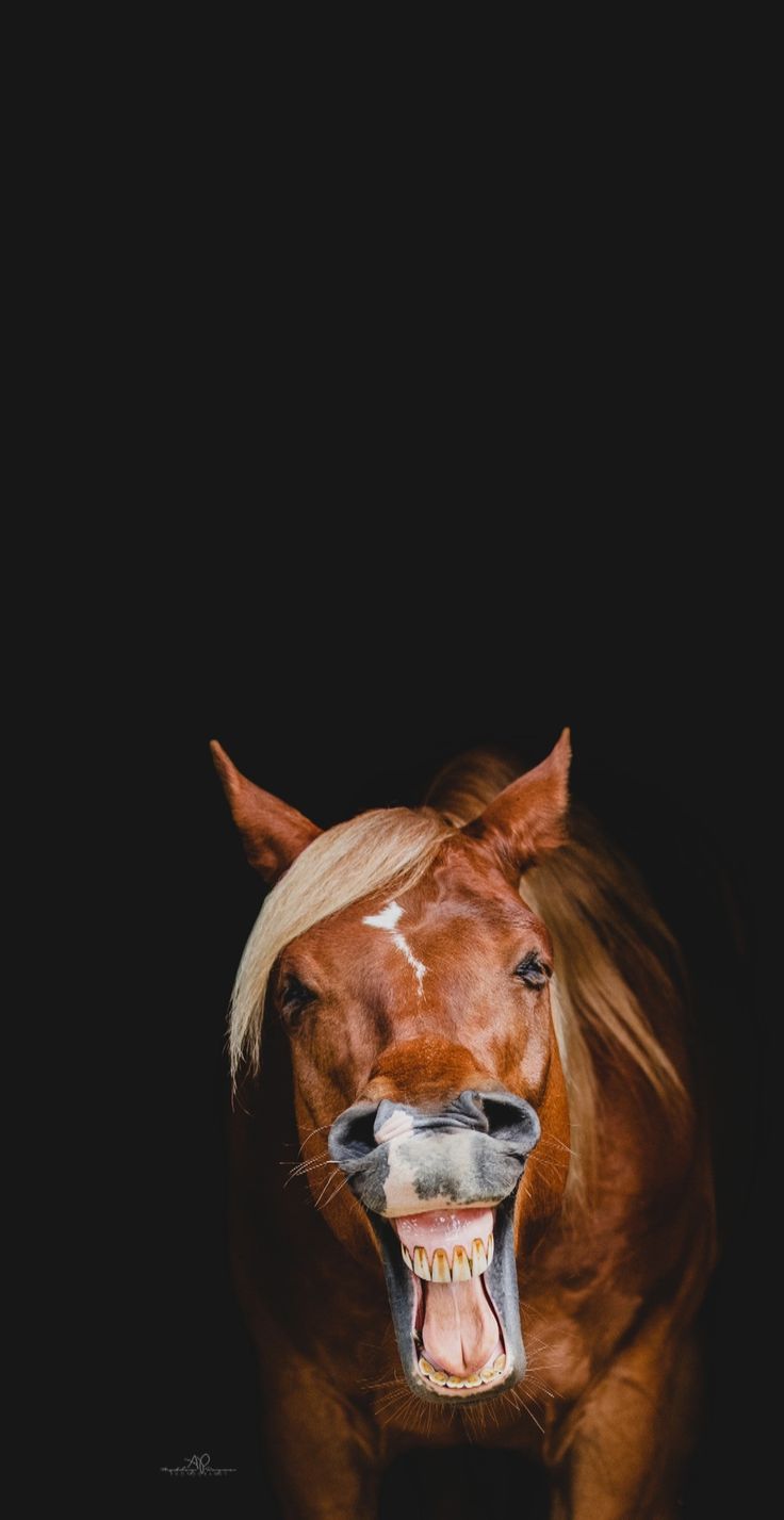 Ashley Payne Equine Portrait Photography. Nashville, TN Equine Photographer. Equine portraits, Horse wallpaper, Horse riding quotes