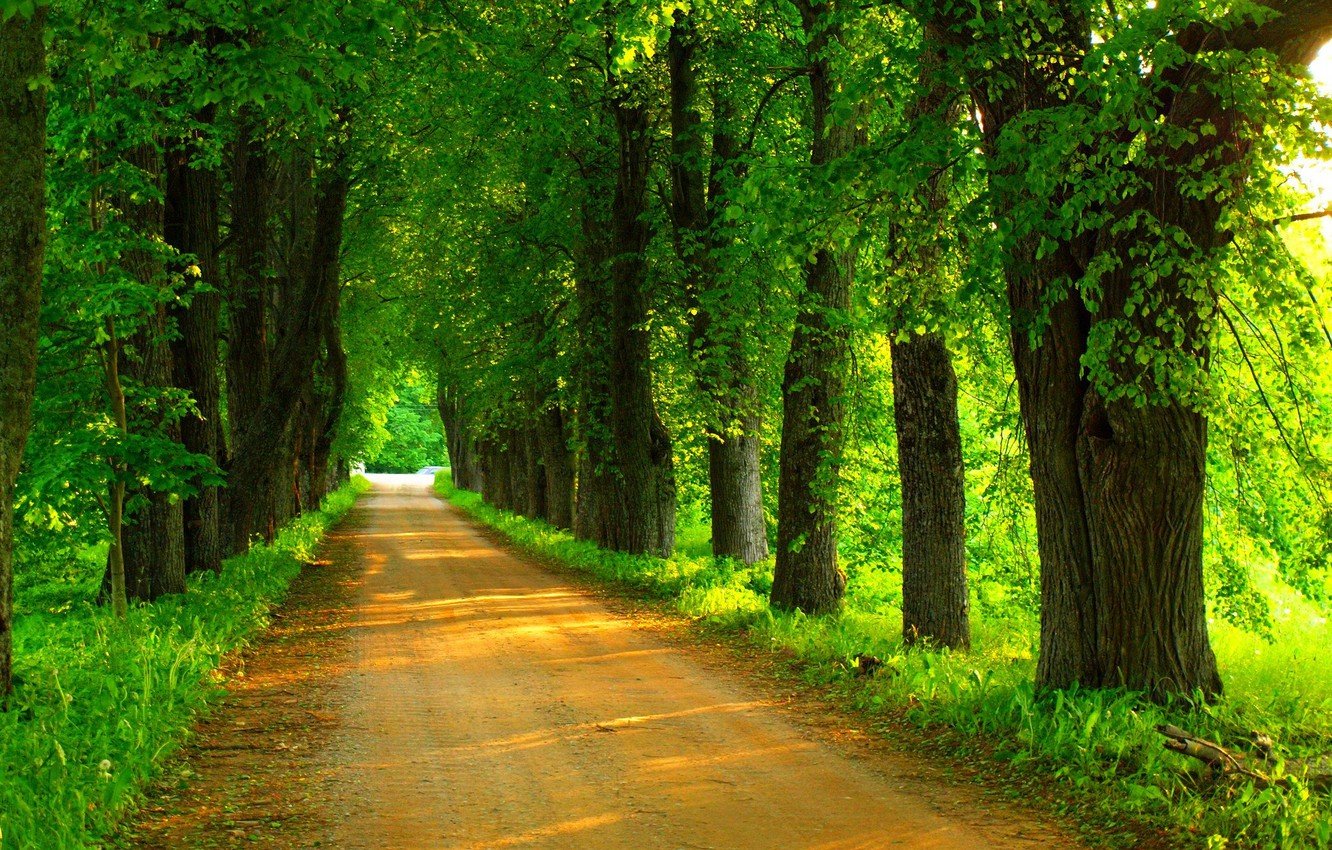Wallpaper road, forest, trees, nature, Park, spring, forest, road, trees, nature, park, spring, walk, path image for desktop, section природа