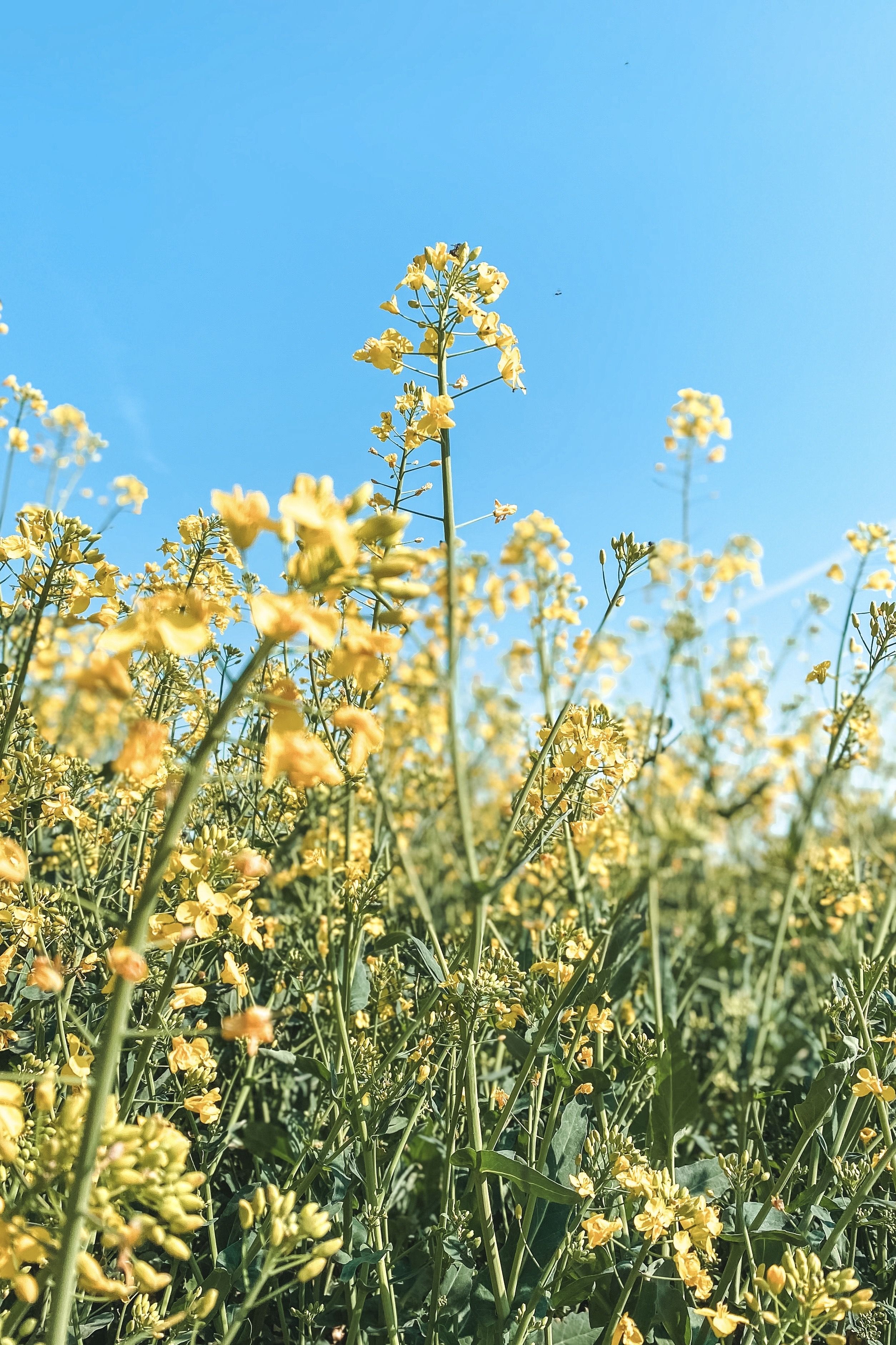 Spring Vibes. Photography prints art, Aesthetic background, Draw on photo