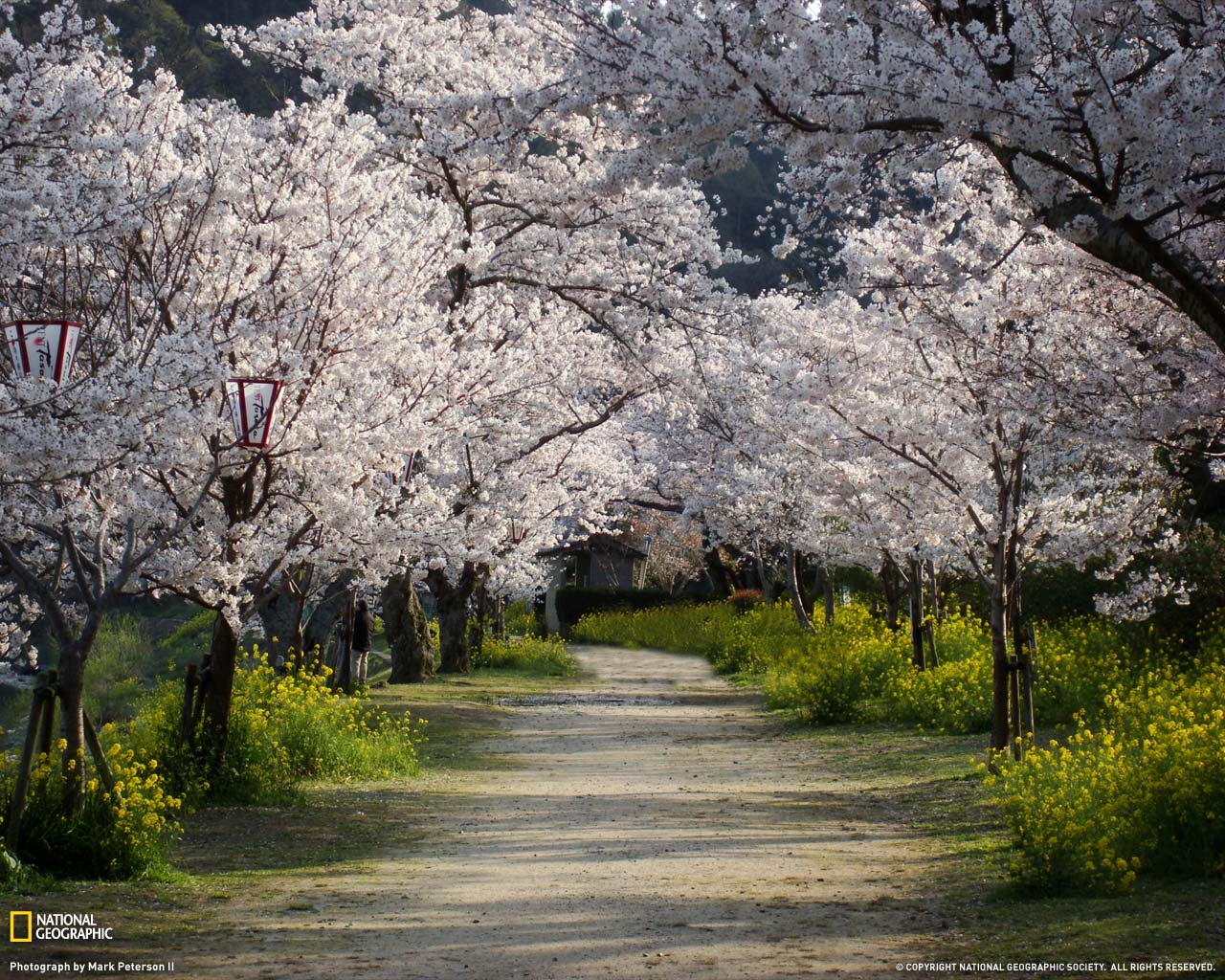 Cherry Trees And Walkaway Wallpaper National Geographic