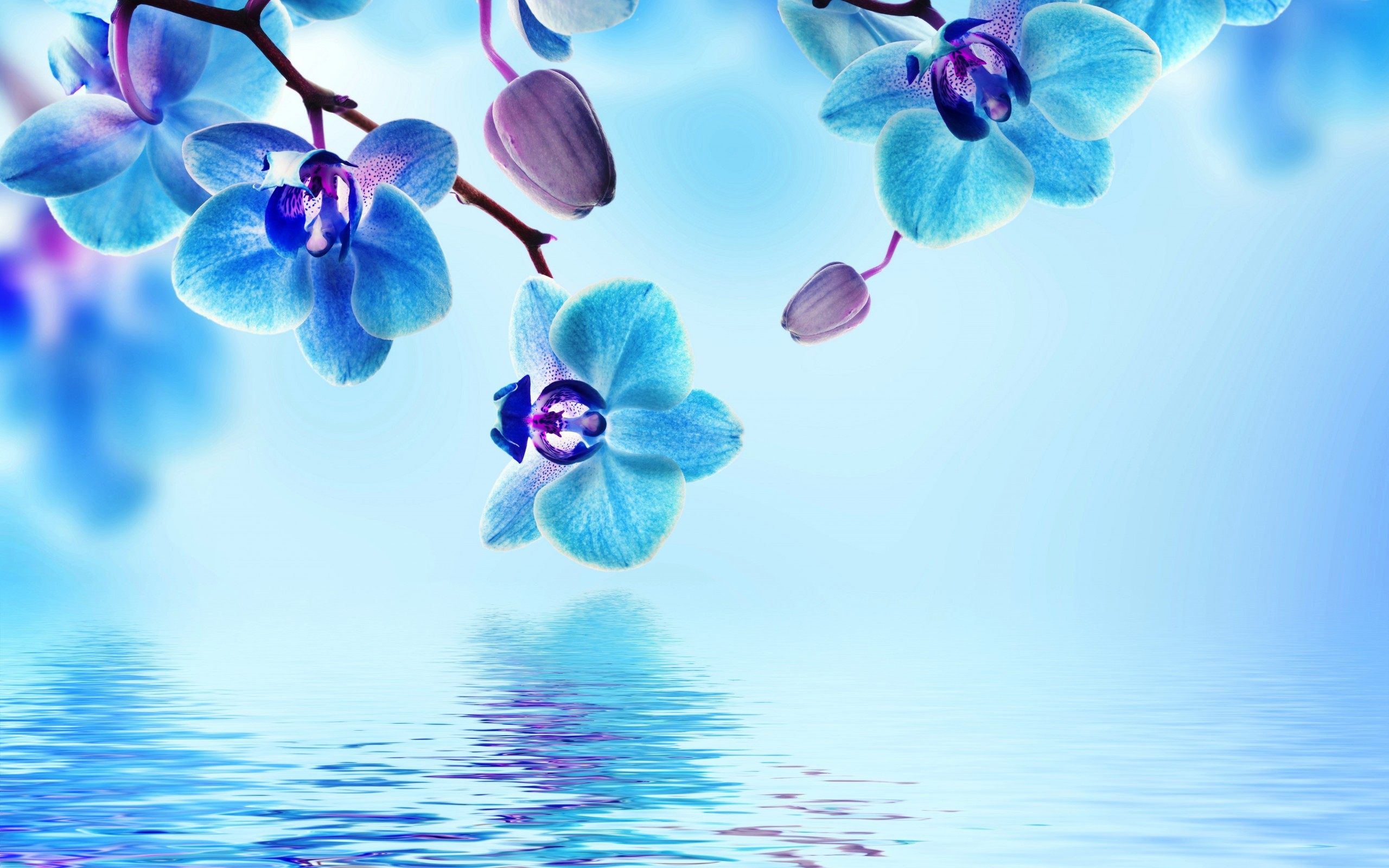 blue flower wallpaper background