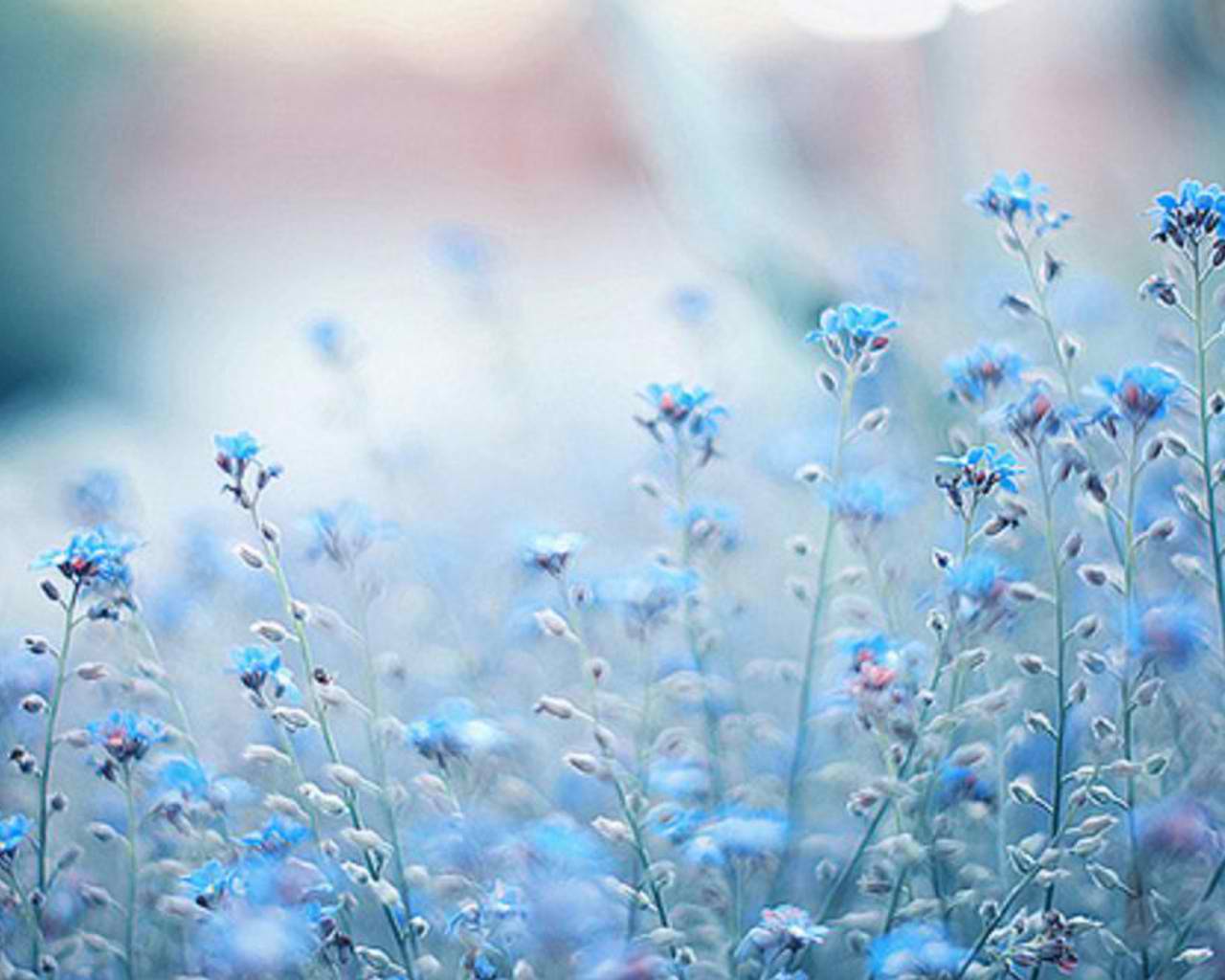 Pastel Blue Flowers Wallpaper