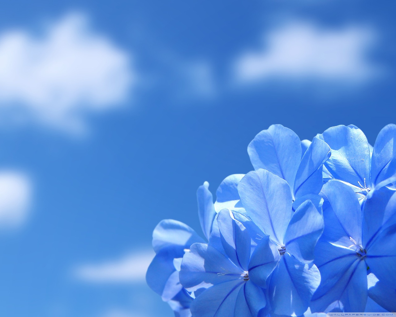 Blue flower wallpaper