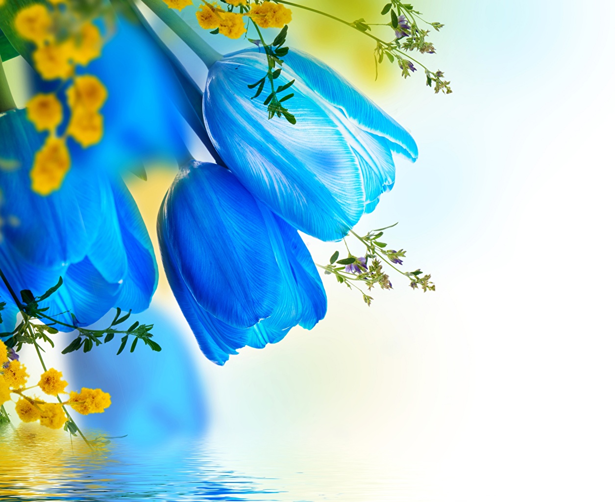 Wallpaper Blue tulip Light Blue flower Closeup