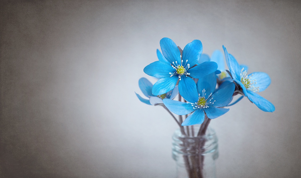 Picture Flowers Gray background Light Blue Closeup Hepatica