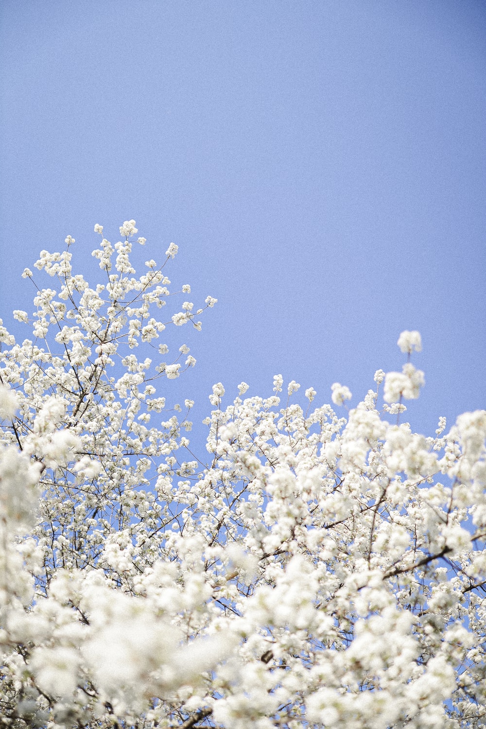 white cherry blossom under blue sky during daytime photo