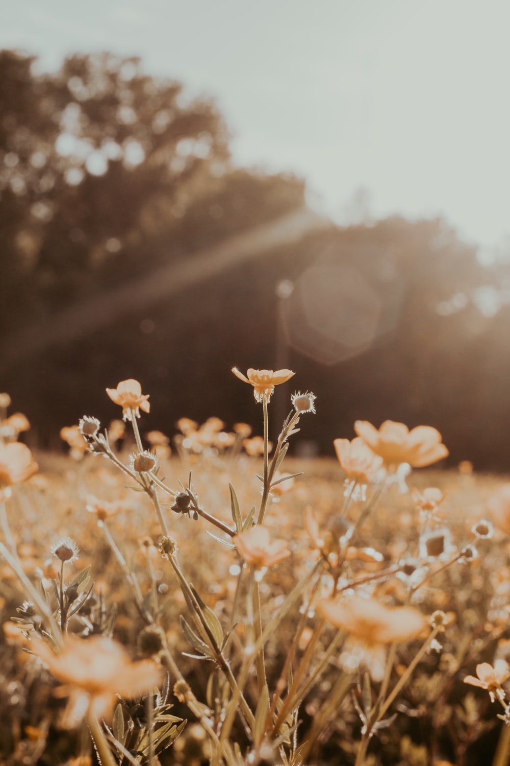 Flower Light Pictures  Download Free Images on Unsplash