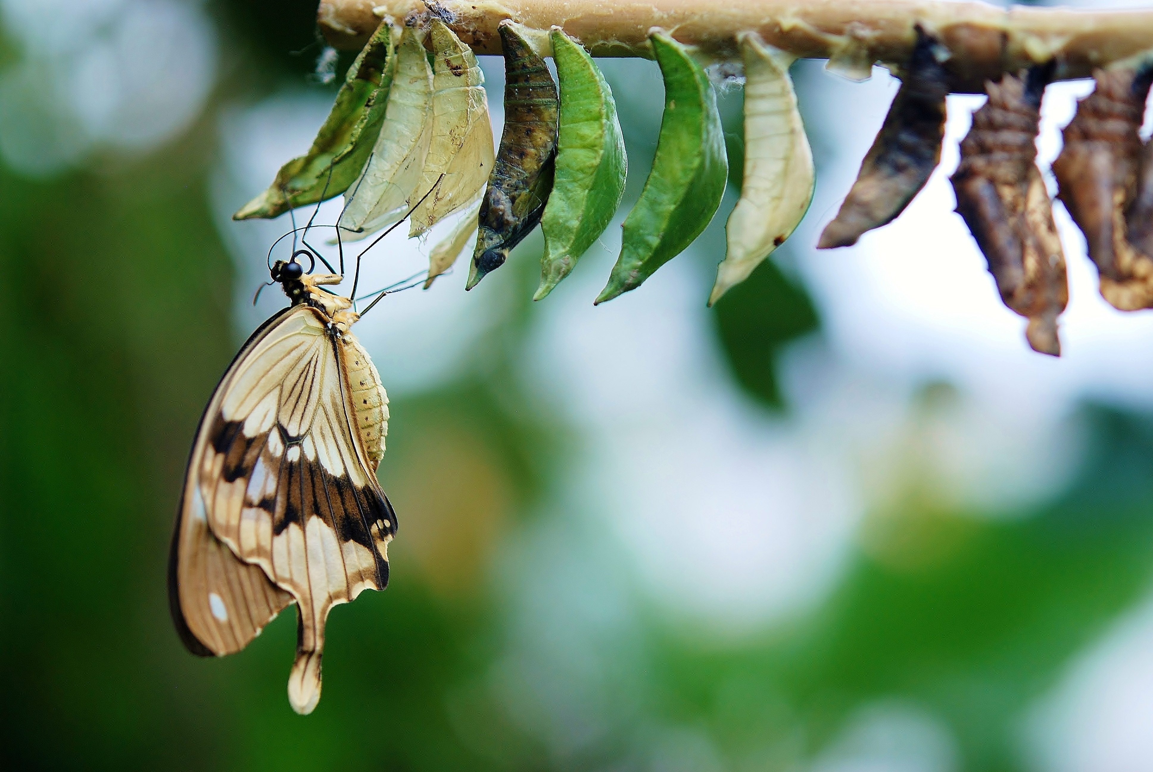 Brown and White Swallowtail Butterfly Under White Green and Brown Cocoon in Shallow Focus Lens · Free