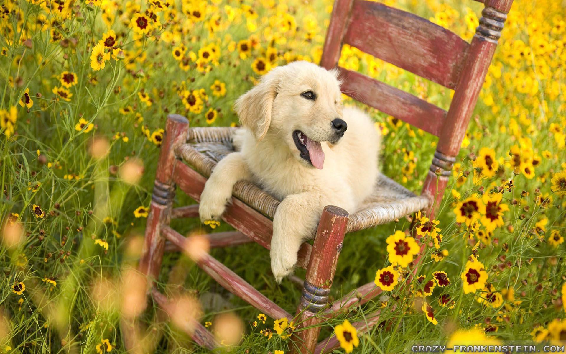 Spring Picture Of Animals Wallpaper & Background Download