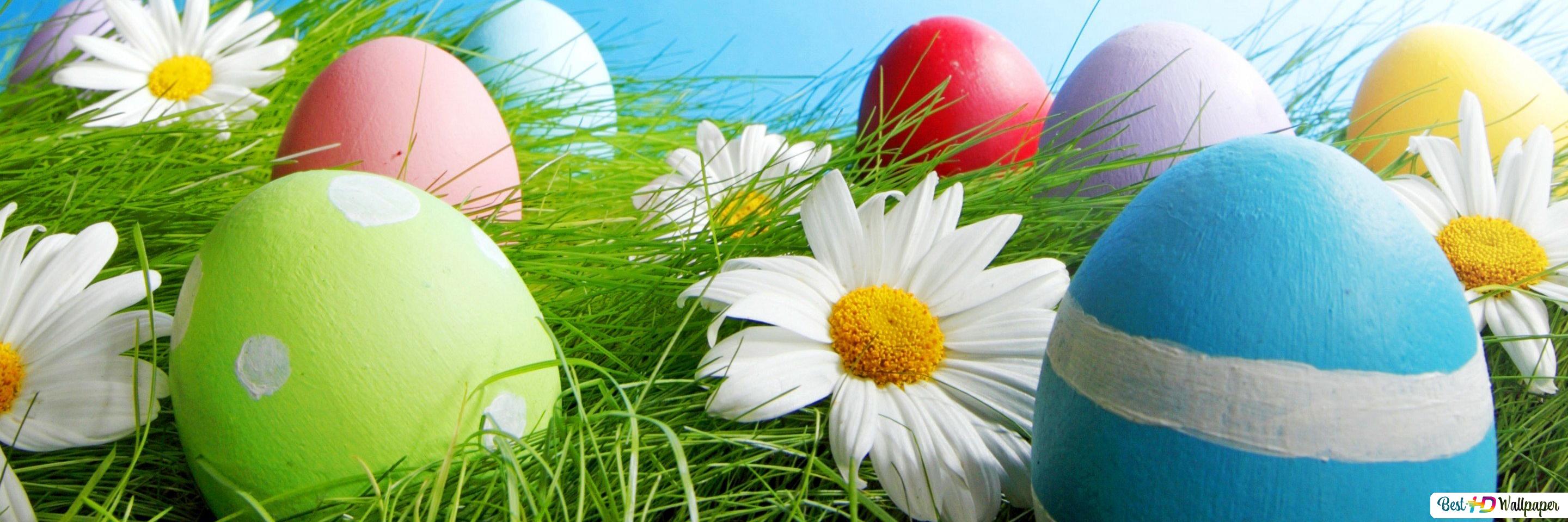 Easter eggs with daisy flower HD wallpaper download
