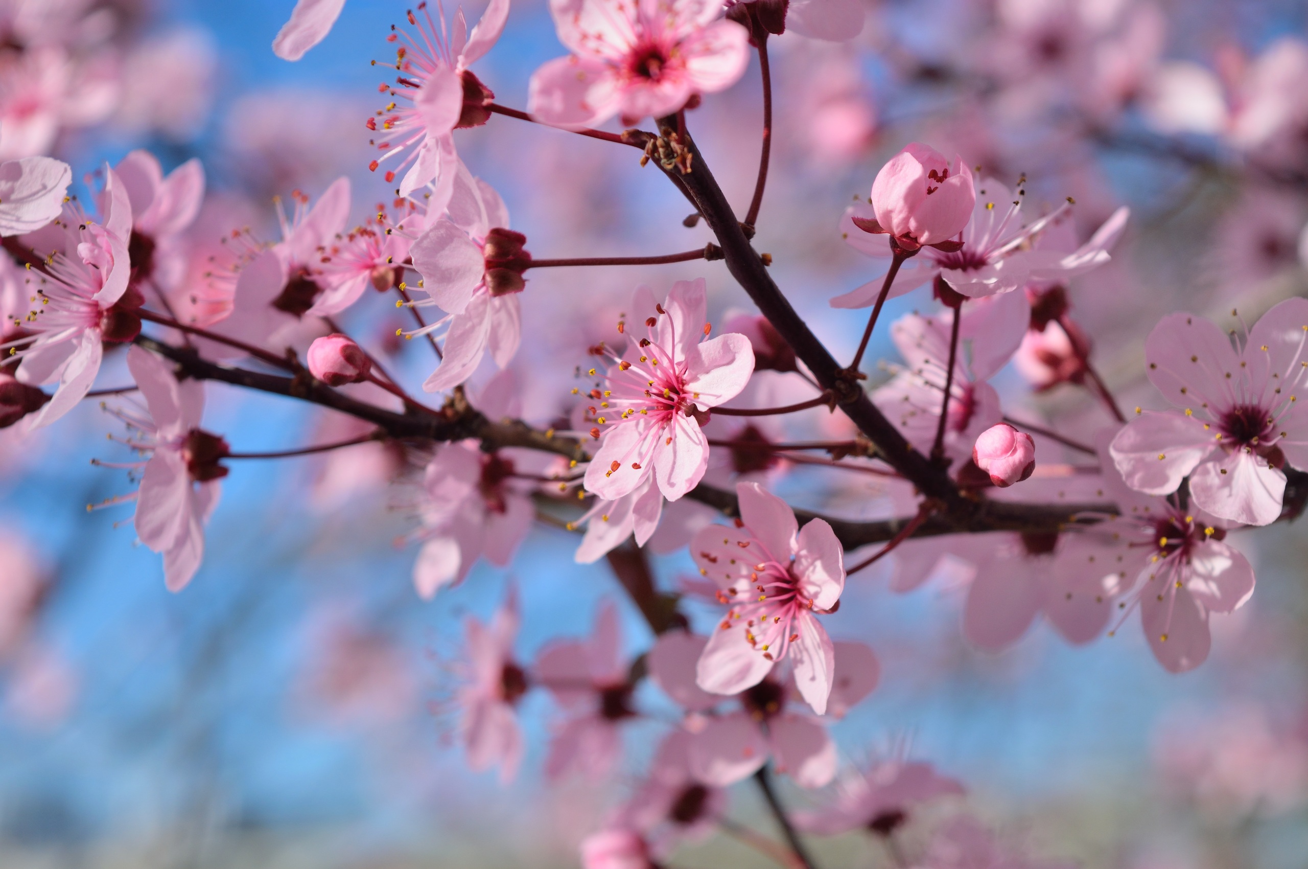 Spring Season Flowers Chromebook Pixel HD 4k Wallpaper, Image, Background, Photo and Picture