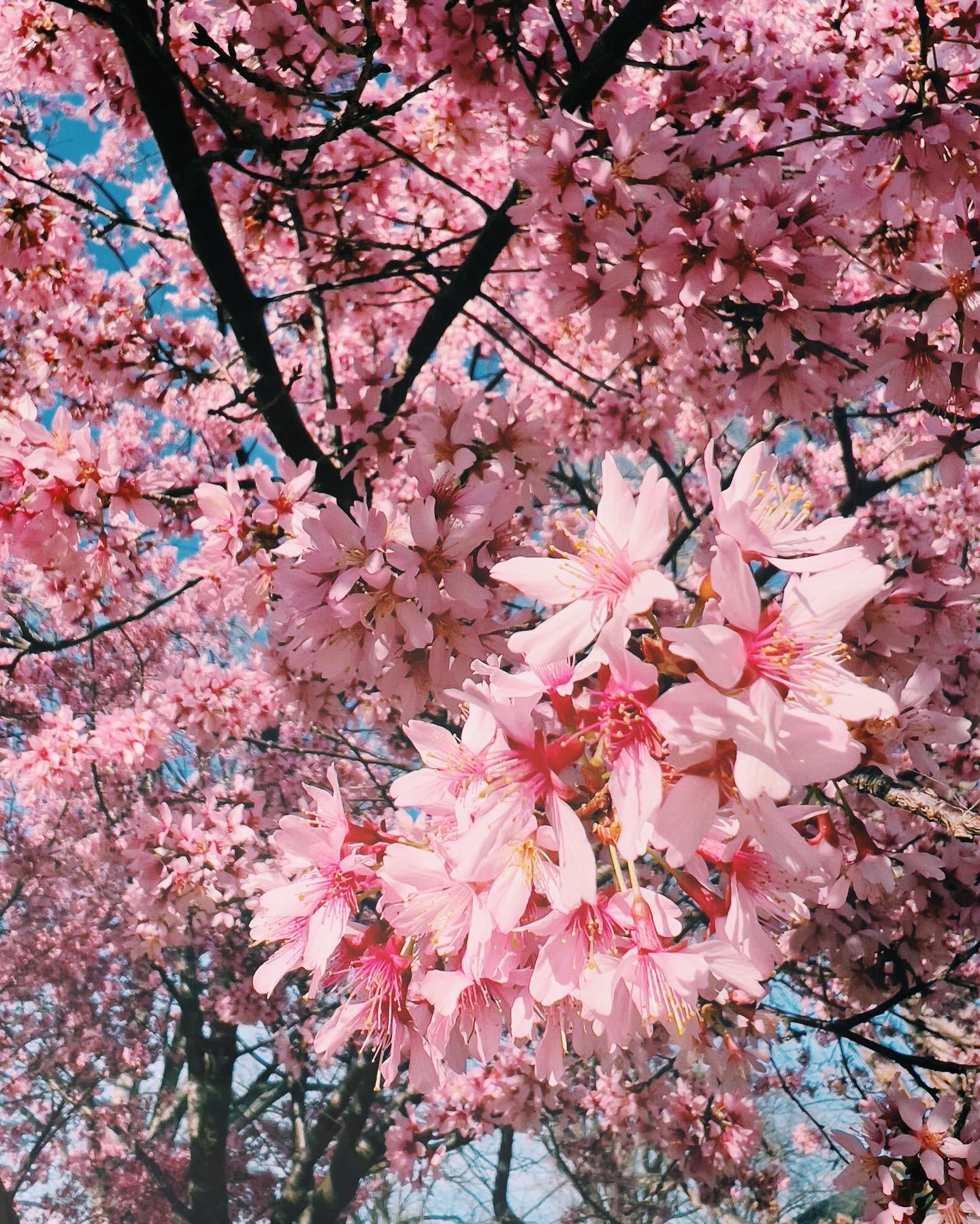 Blossoms. [iPhone 13 max pro: VSCO]