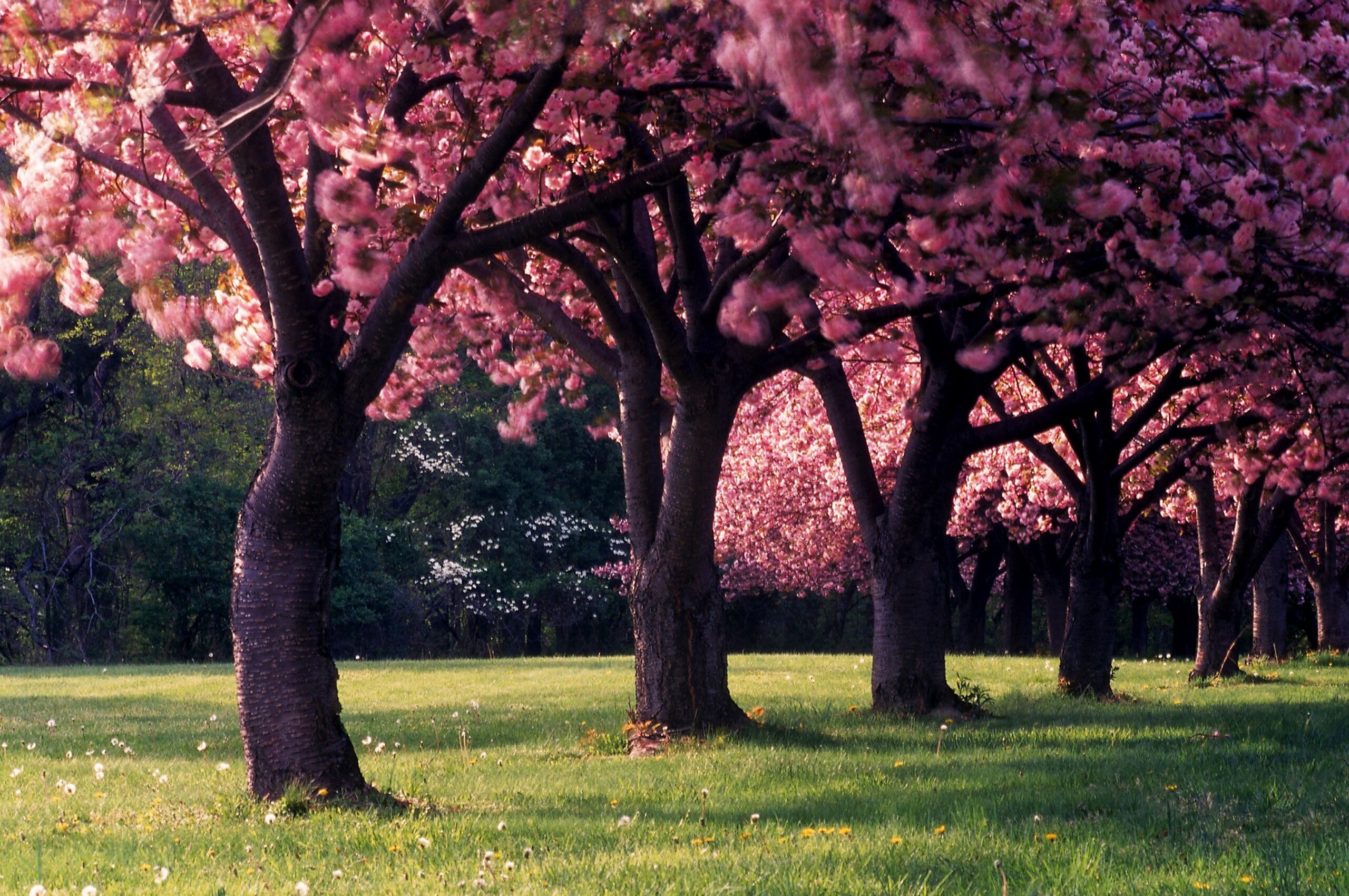 Spring Chromebook Wallpapers - Wallpaper Cave