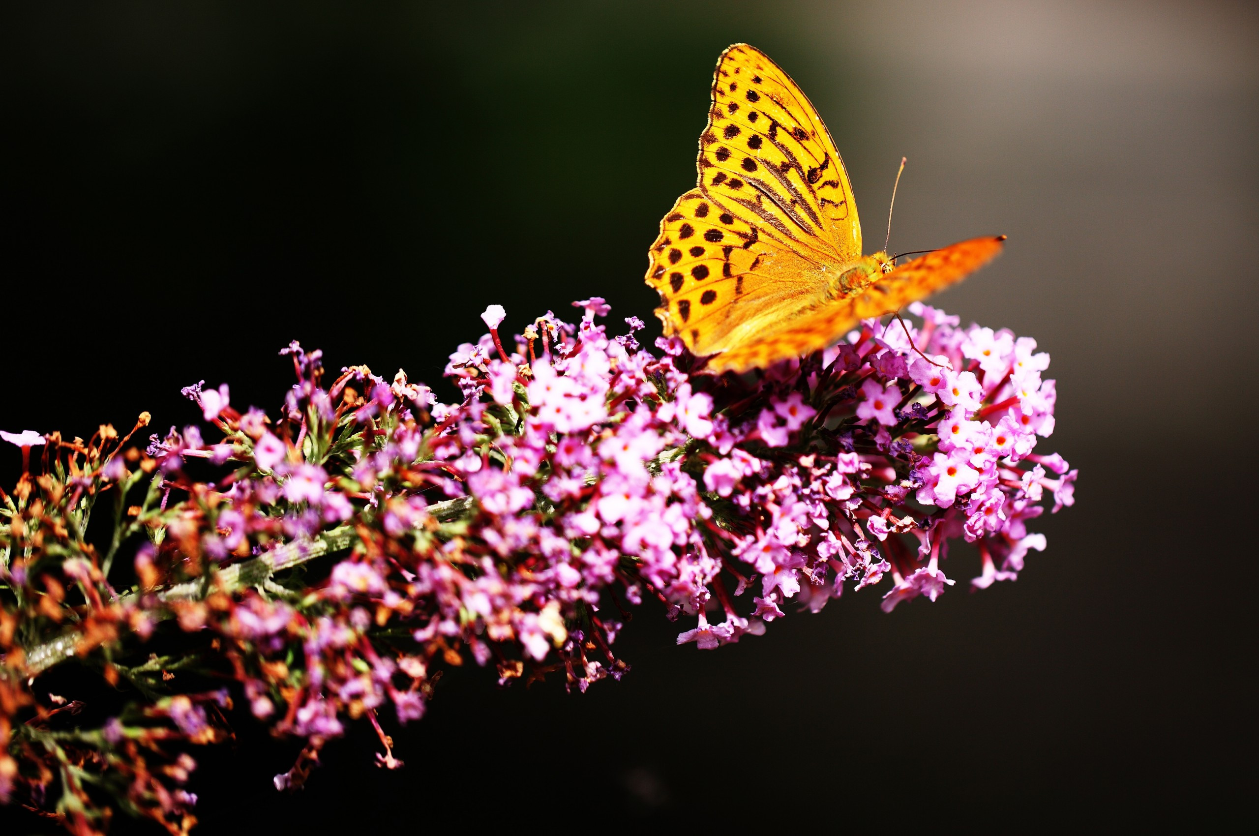 Spring Chromebook Wallpapers - Wallpaper Cave