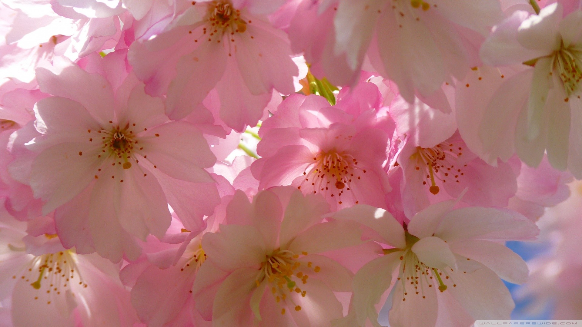 Japanese Cherry Blossom Wallpaper 1920×1080