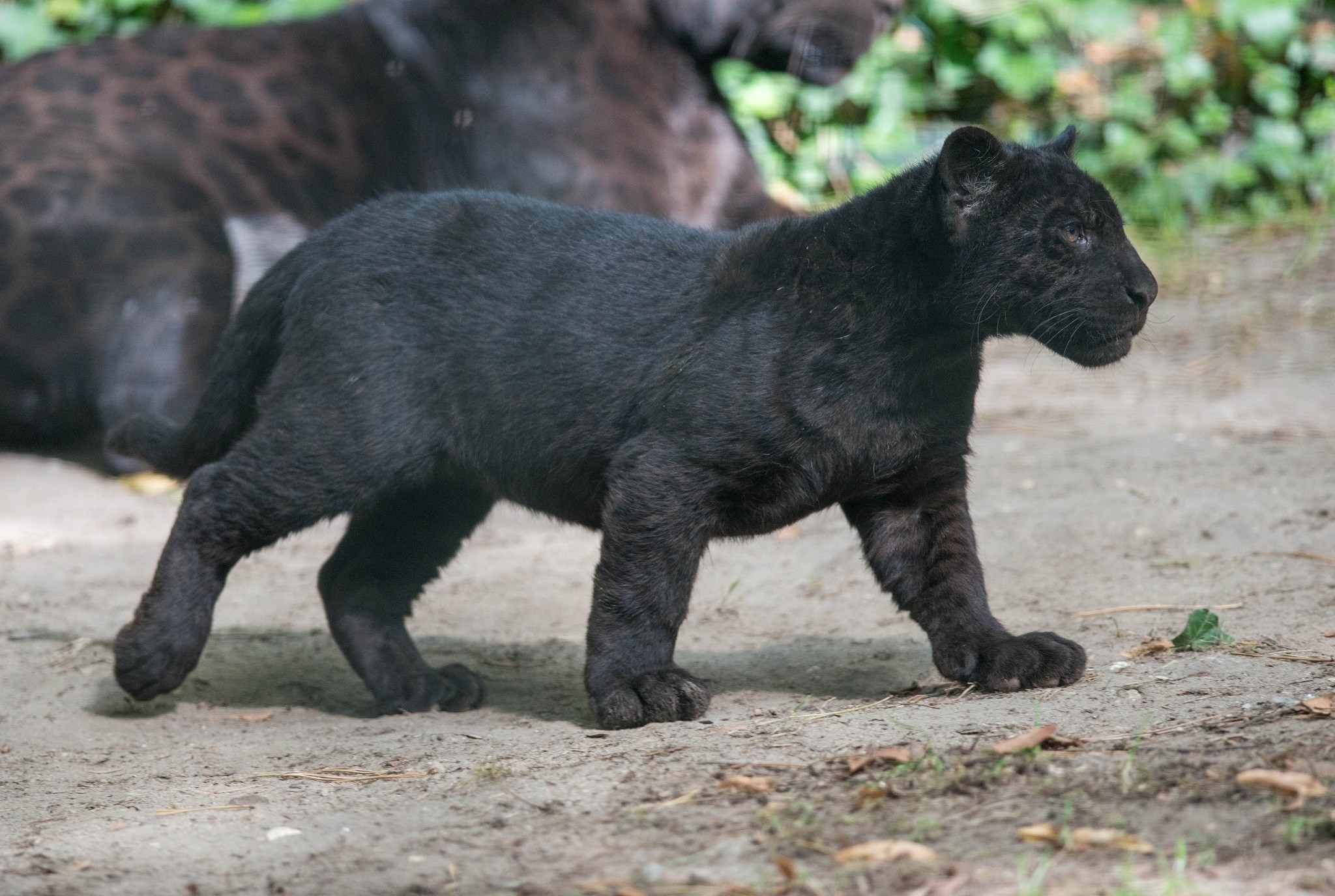 Black Panther, wildlife, cubs, baby