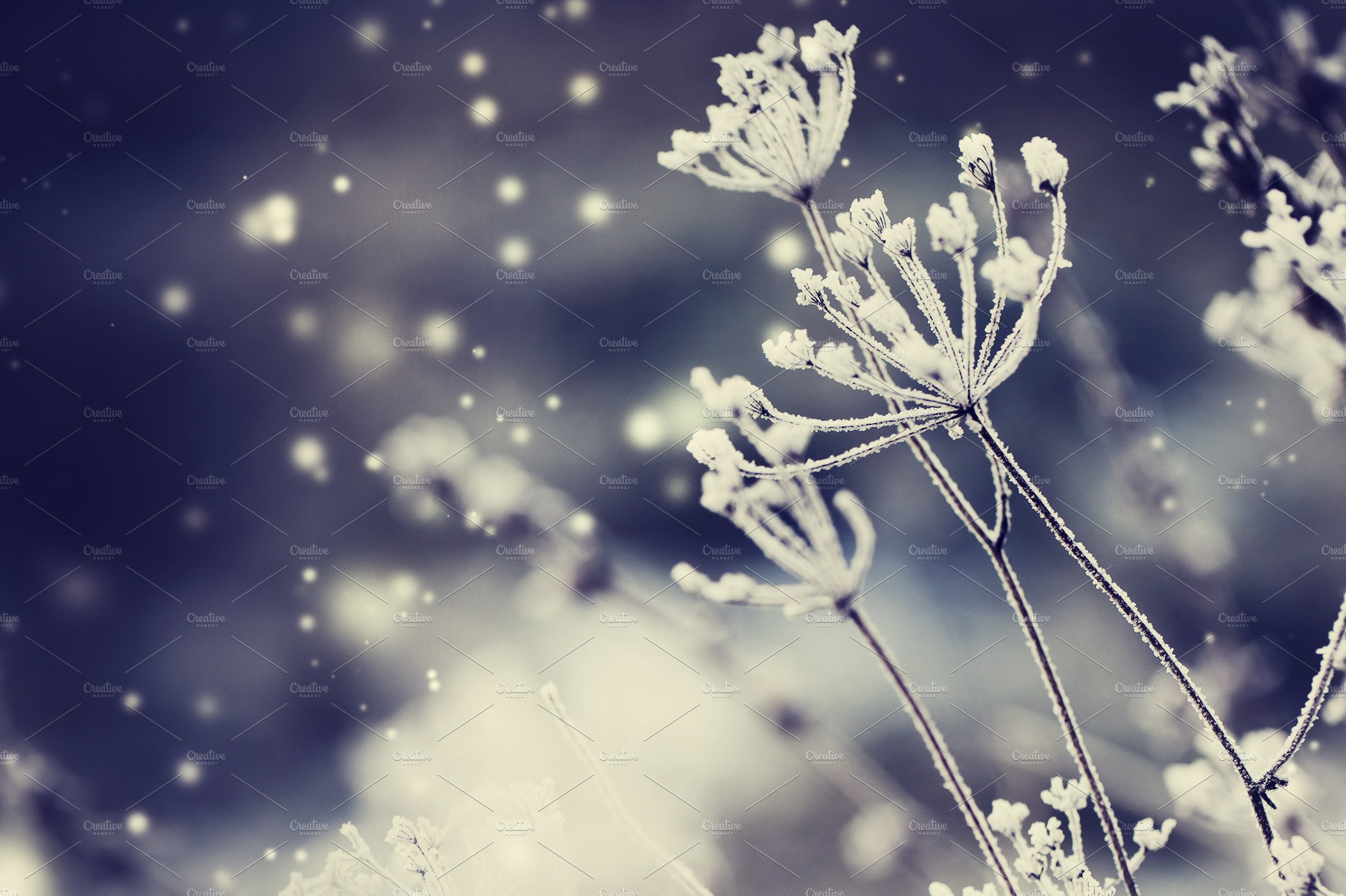 Frozen flowers containing background, beauty, and blue. Nature Creative Market