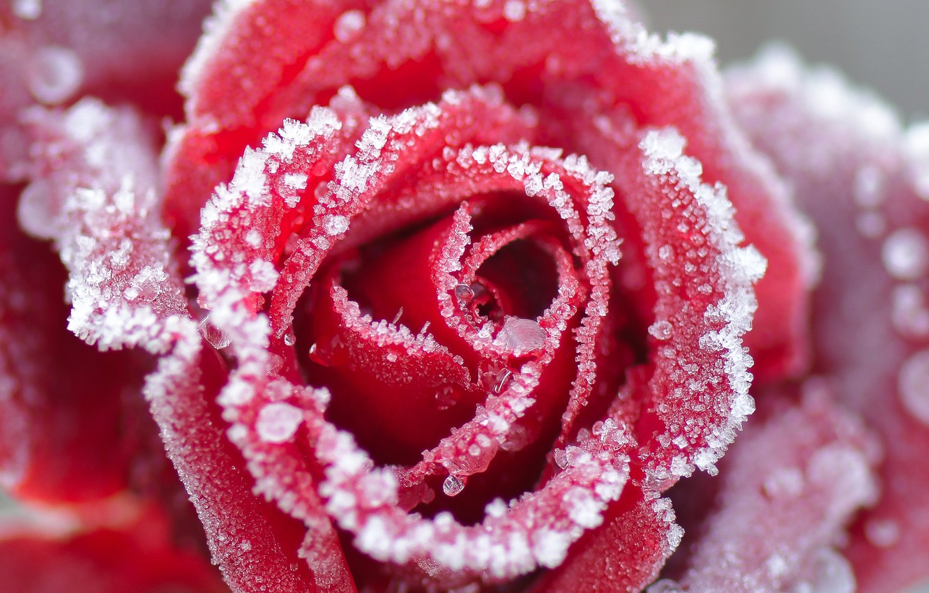 Wallpaper winter, frost, flower, macro, snow, rose, petals, Bud, red, ice crystals, frozen image for desktop, section цветы