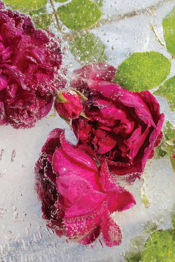 Frozen Beauty: Behind Mary Kocol's Inspired Frozen Flowers. Flowers photography, Flower art, Flowers