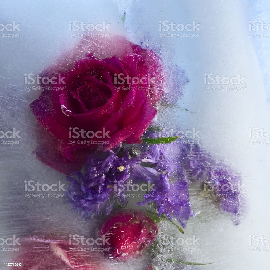 Background Of Rosa Flower Frozen In Ice Image Now