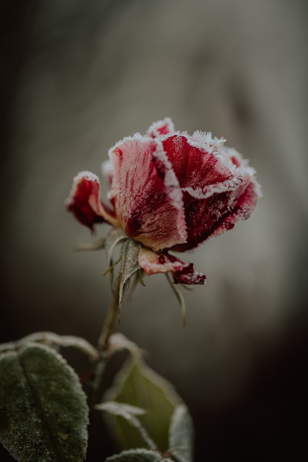 Frozen Flower Picture. Download Free Image