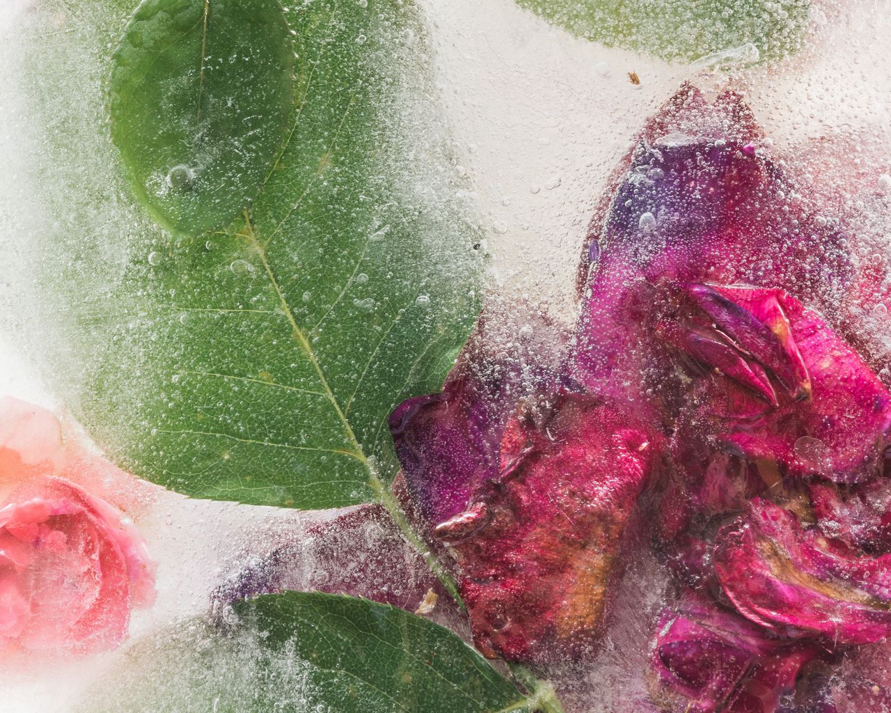 Download wallpaper 1280x1024 roses, flowers, ice, leaves, frozen standard 5:4 HD background