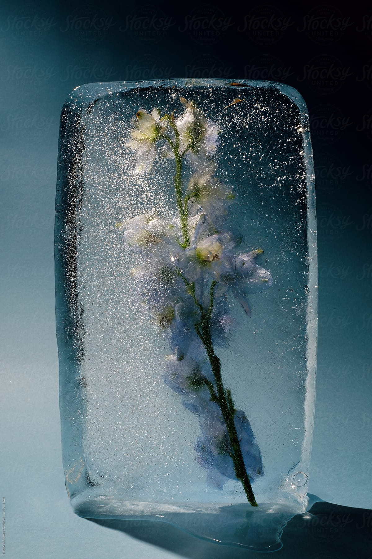 A Flower Frozen In Ice Cube