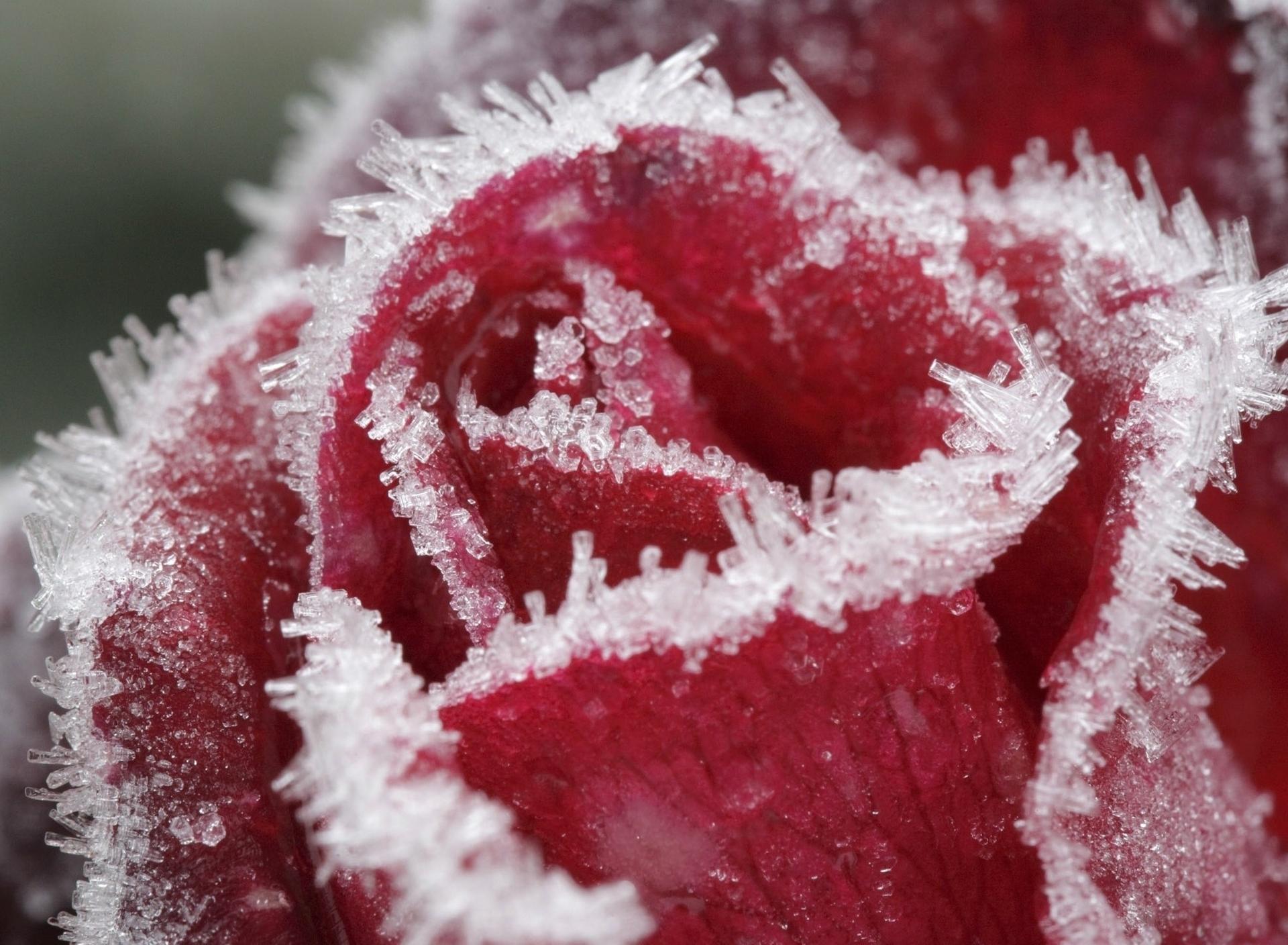 Macro water particles on a red rose