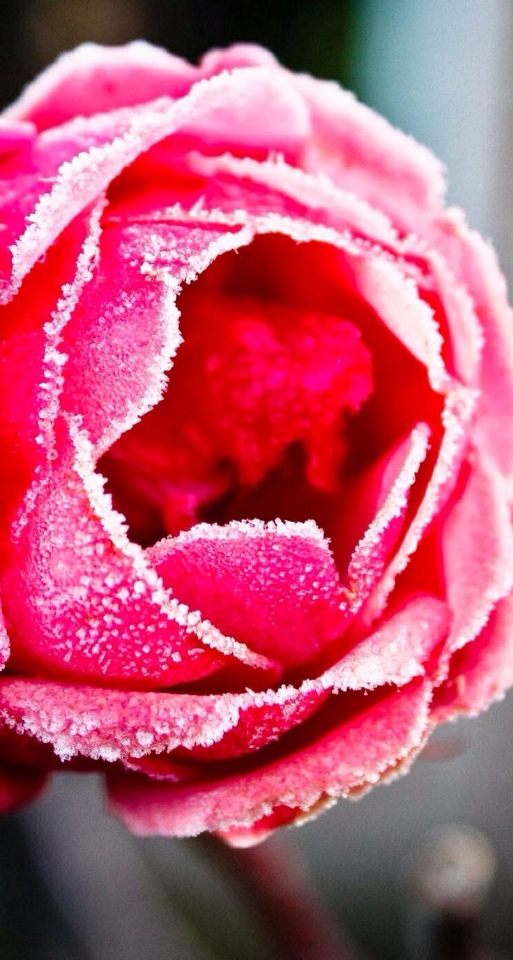 Frosted rose. Frozen rose, Blooming flowers, Rose