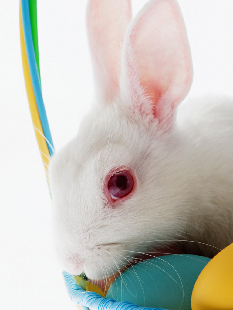 Free download Cute Bunny Rabbit Easter Wallpaper for Desktop Christian [1600x1200] for your Desktop, Mobile & Tablet. Explore Free Cute Easter Wallpaper. Easter Wallpaper Free, Free Bunny Wallpaper, Cute