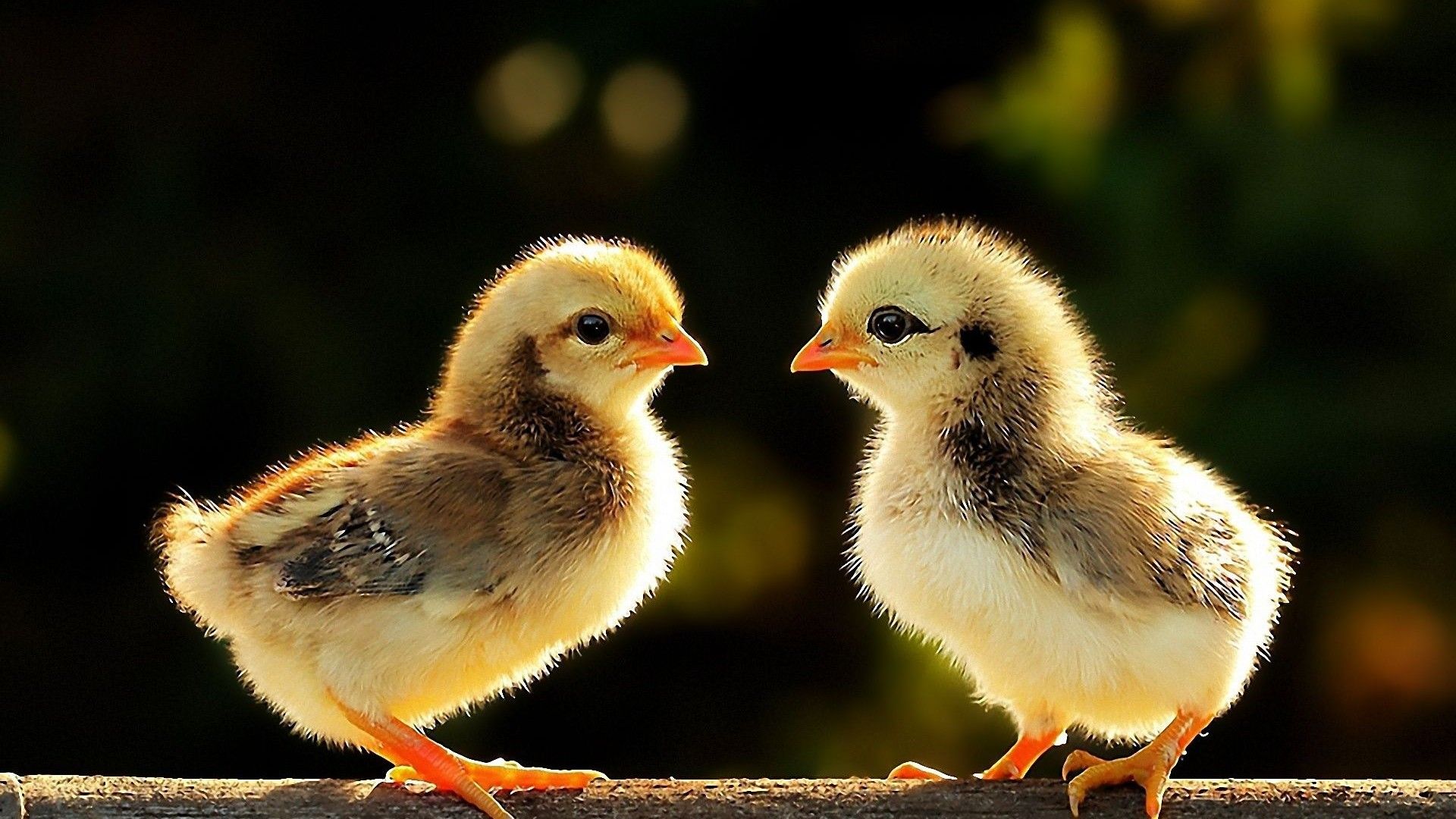 Baby Chick Wallpaper