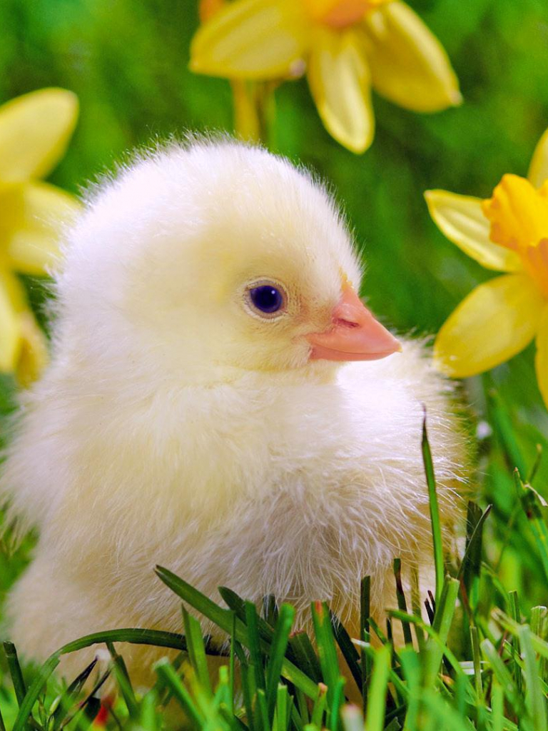 Cute Easter iPhone Chicken Wallpapers - Wallpaper Cave