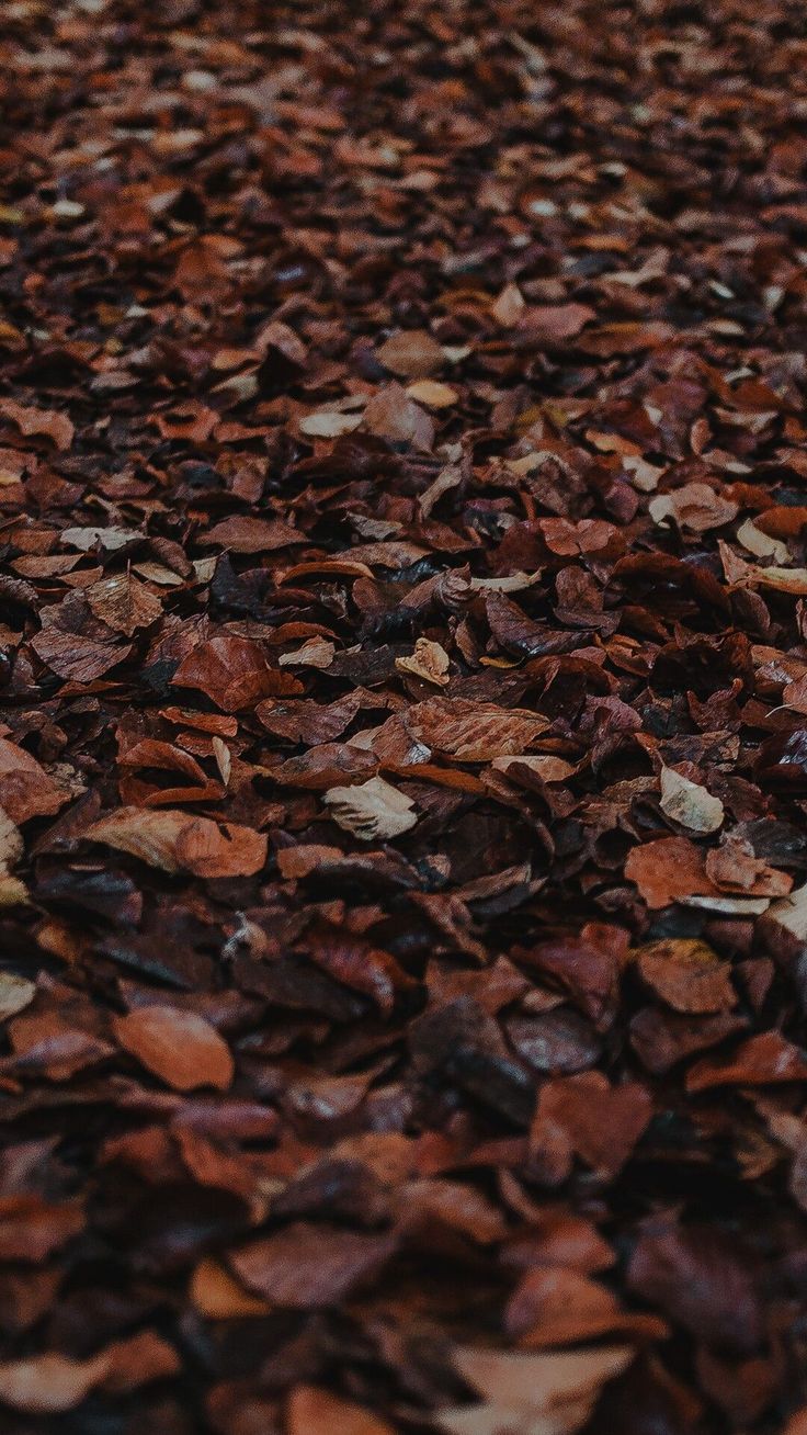 color>brown. Brown aesthetic, Flowers photography wallpaper, Aesthetic wallpaper