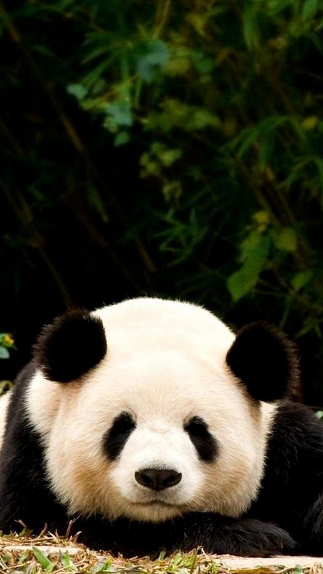 Cute Panda iPhone wallpaper, Mobile Phone