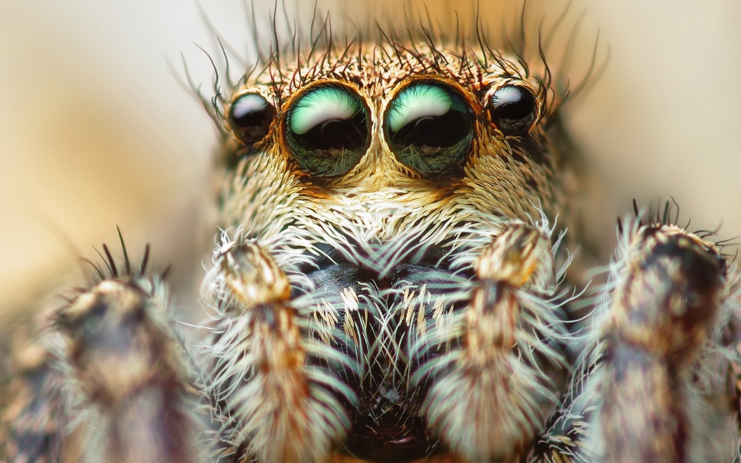 moving spider wallpaper, macro photography, close up, eye, organism, insect