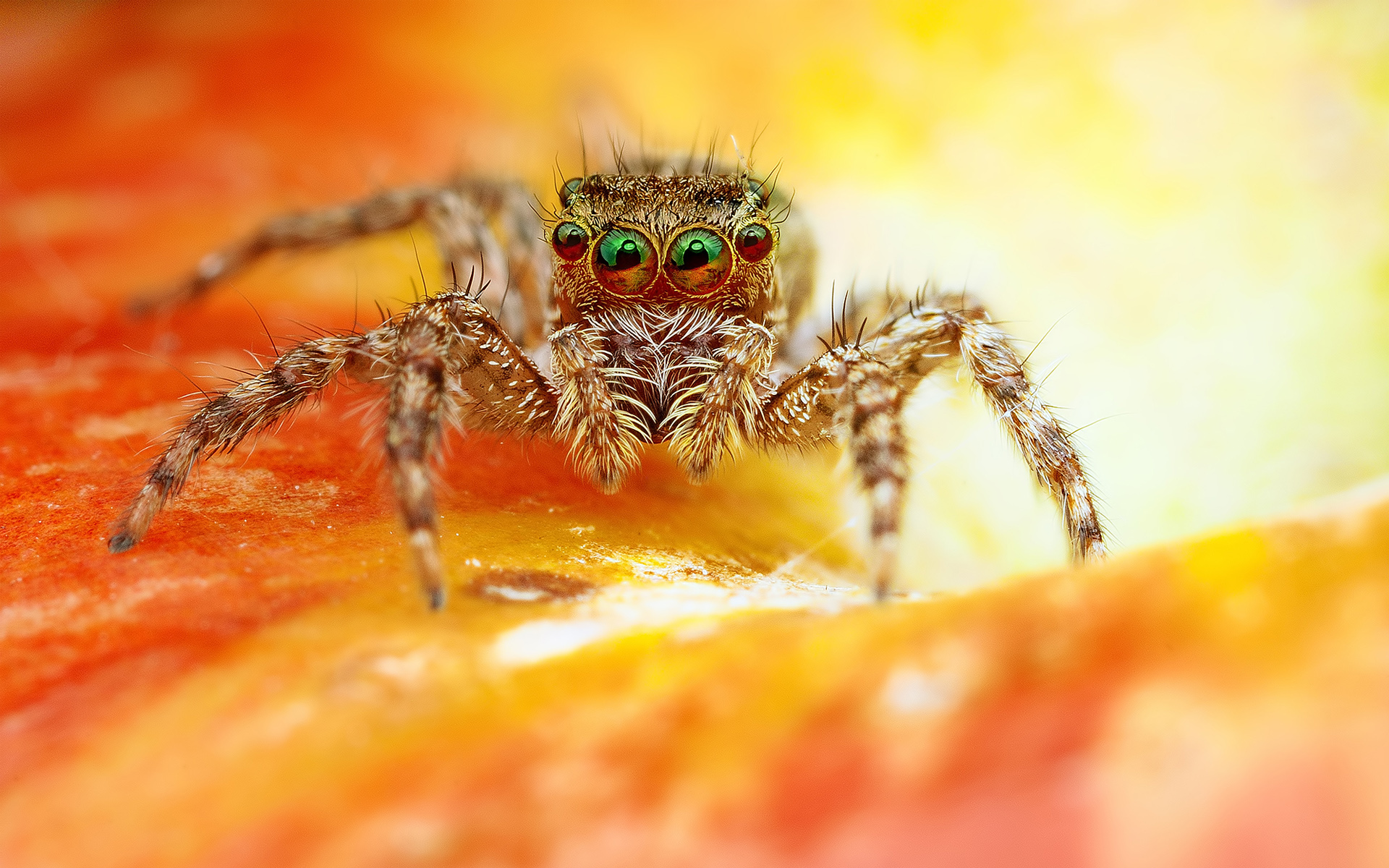 Scary Spider HD wallpaper