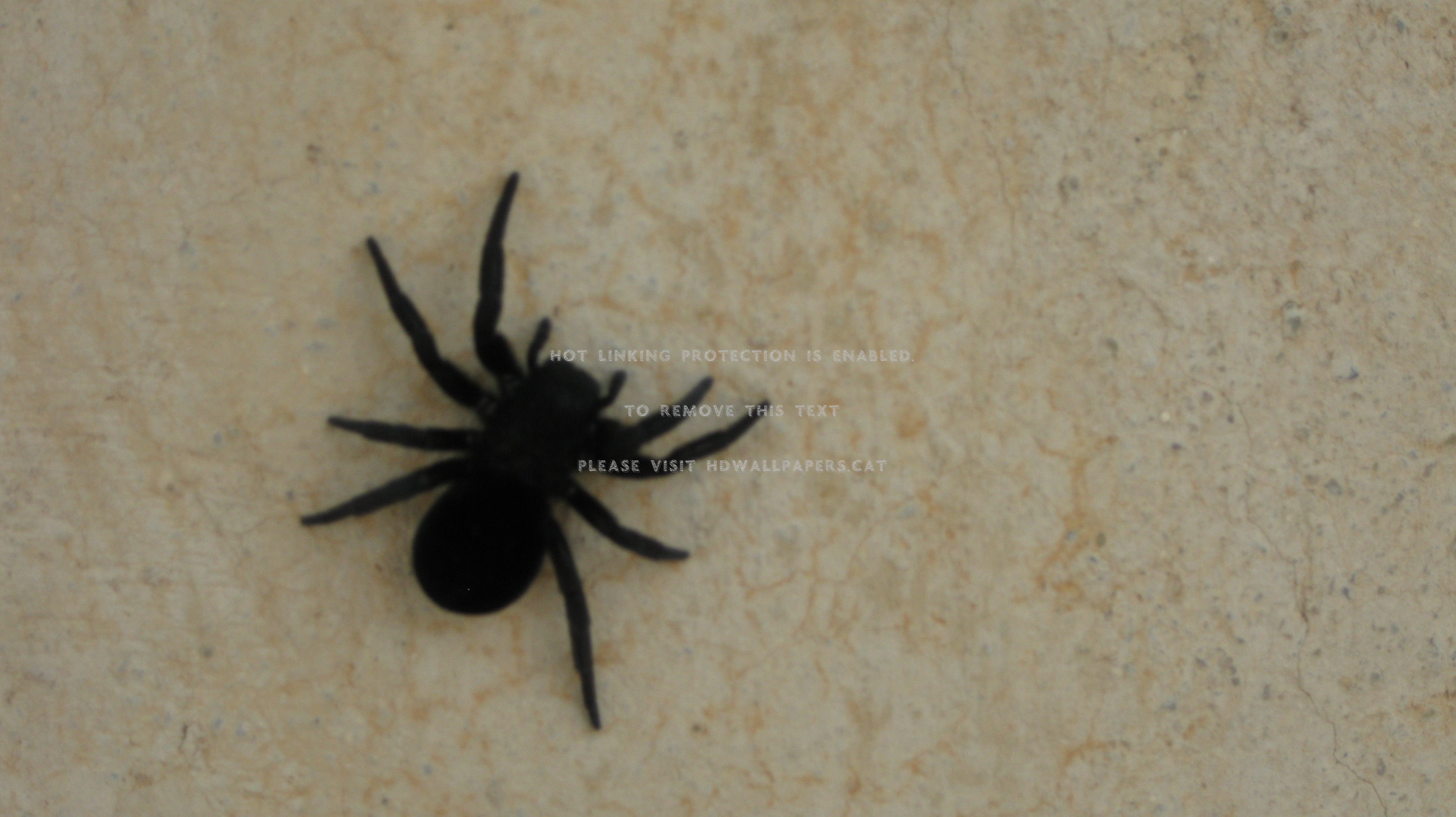 big black spider scary animals