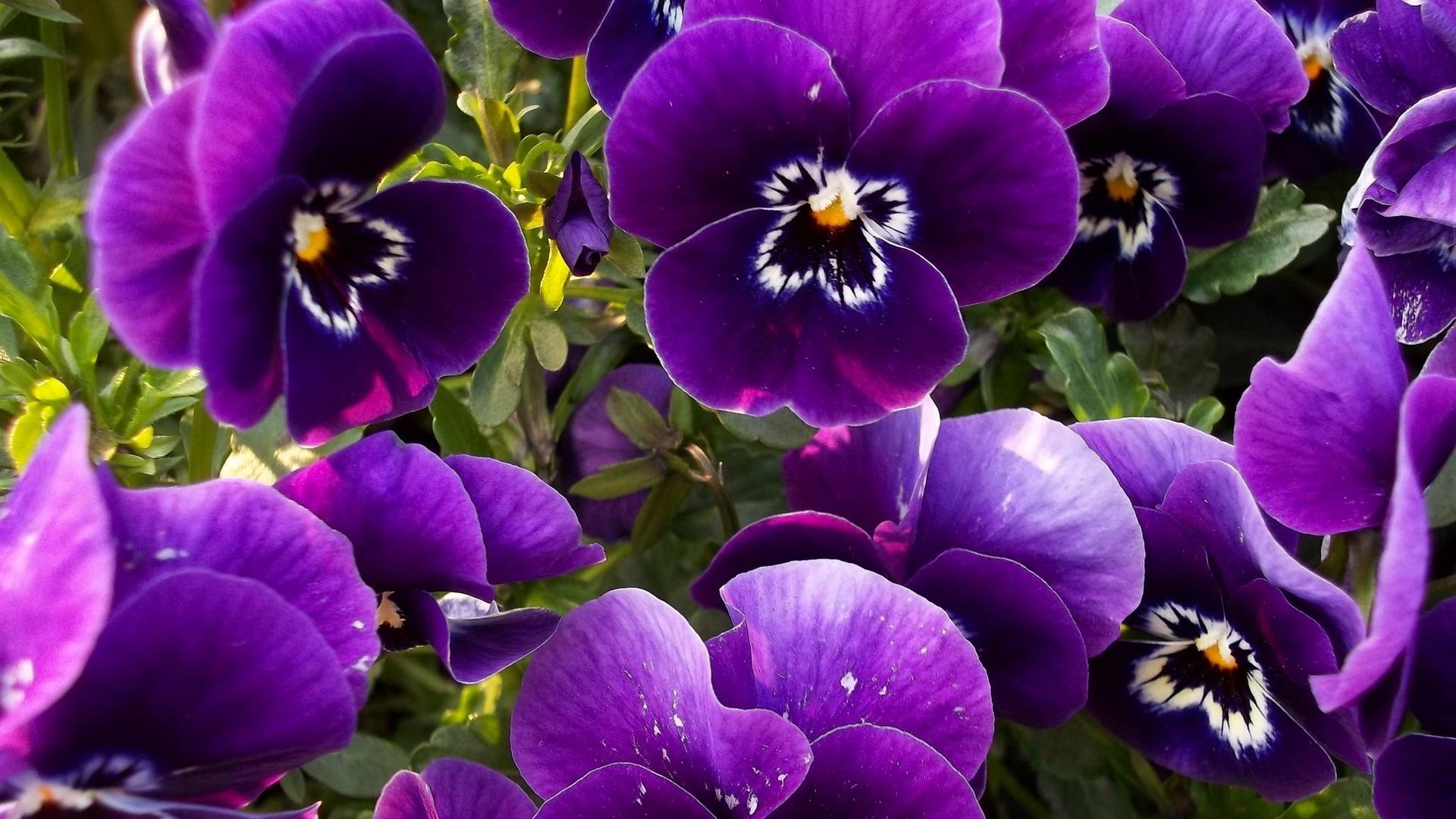 Download Wallpaper 1920x1080 Pansies, Flowers, Flowerbed, Close Up Full Hd, Hdtv, Fhd, 1080p HD Background