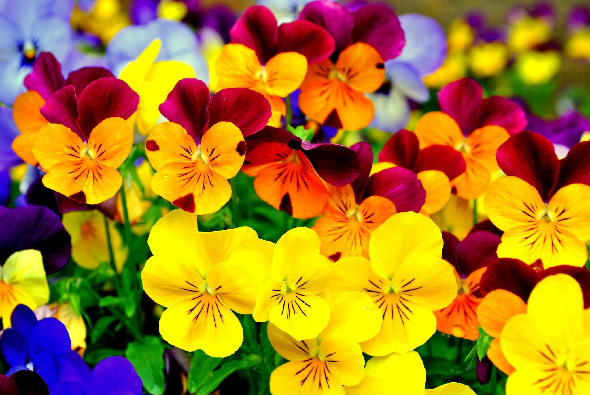 Pansy Wallpaper