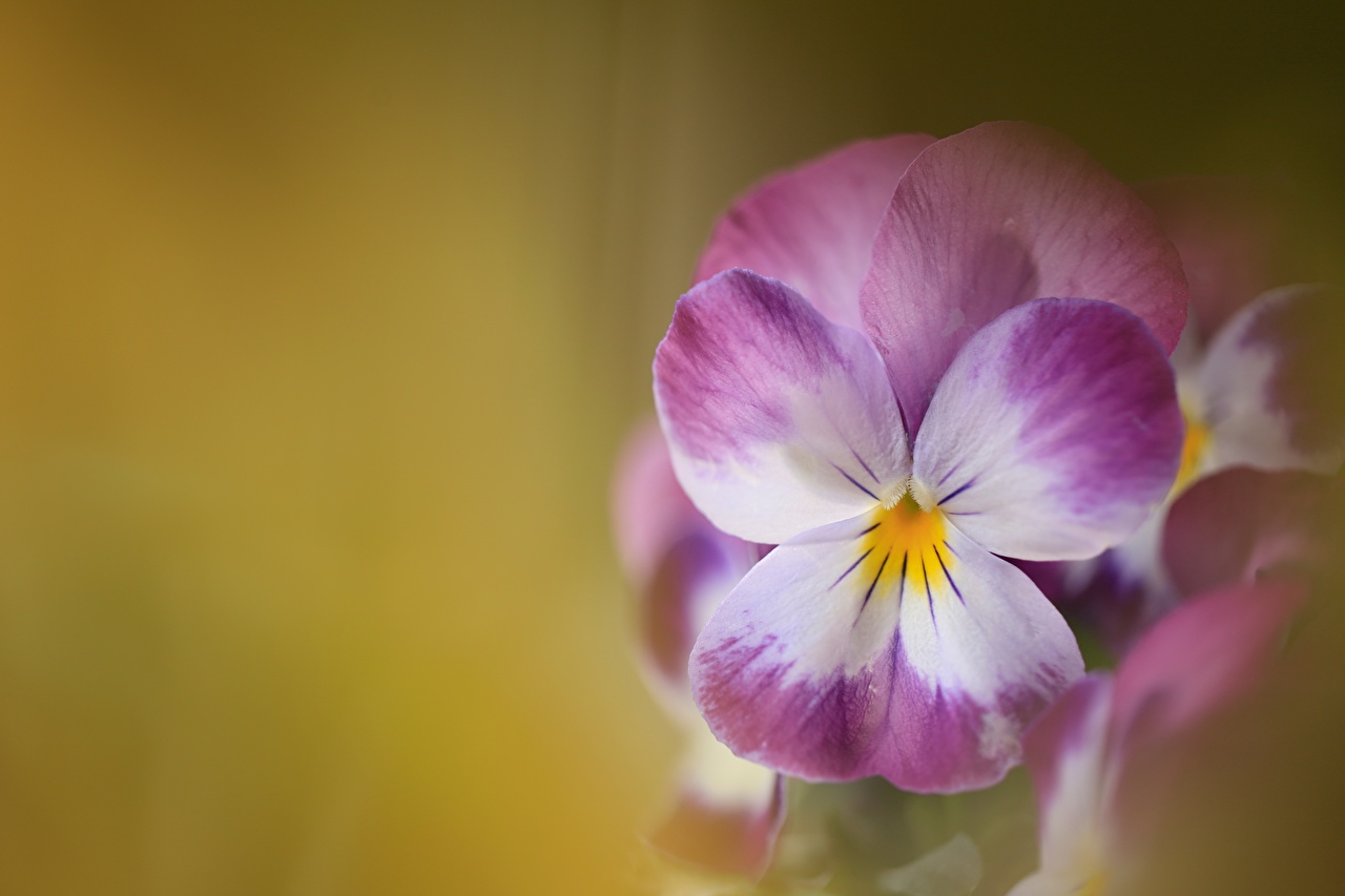 Image Johnny Jump up Flowers Closeup