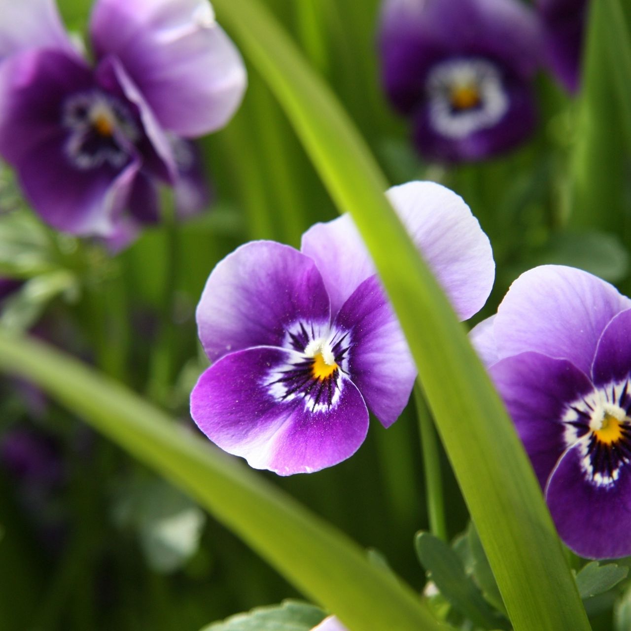 Pansies Closeup Wallpapers - Wallpaper Cave