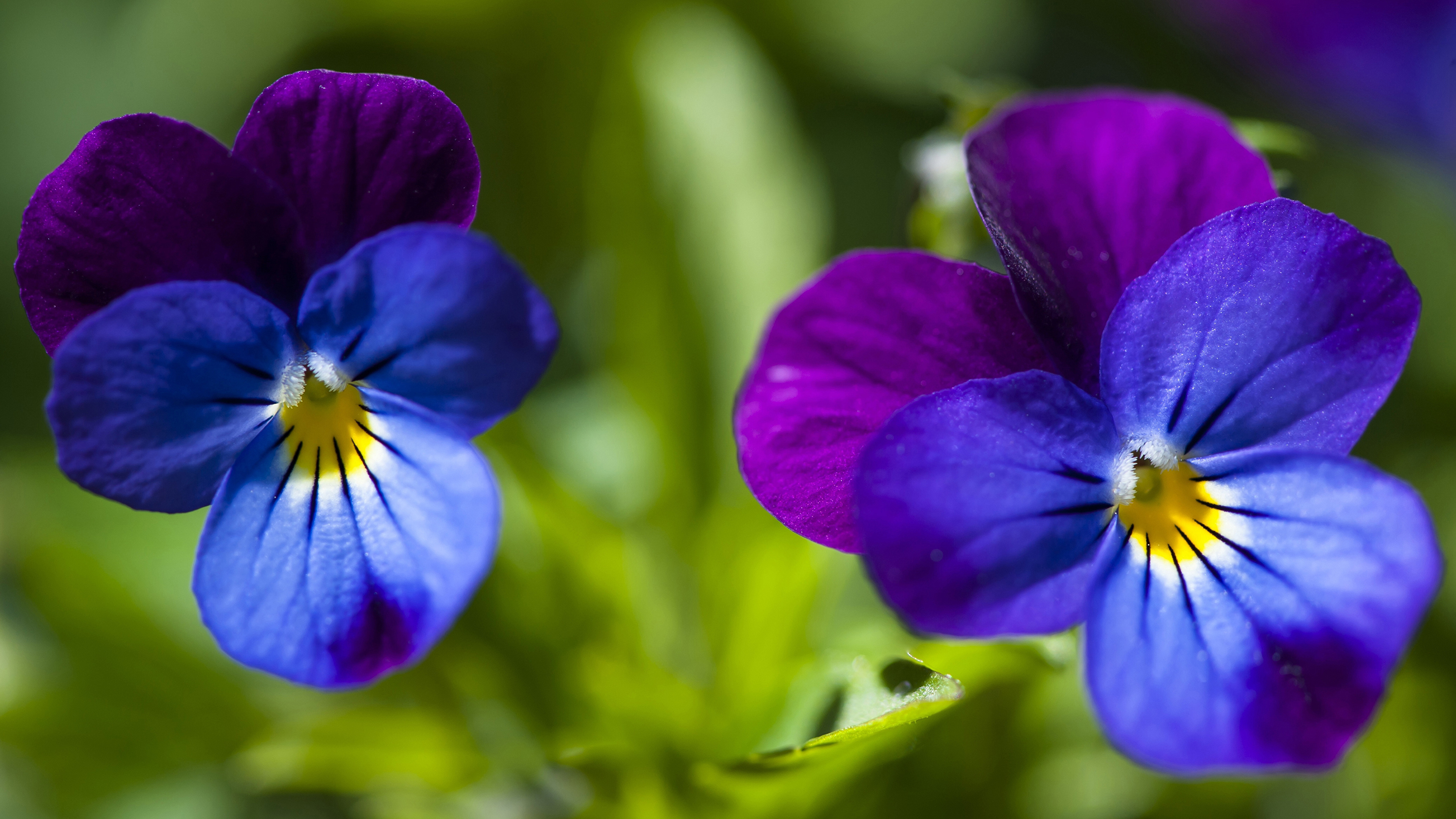 Photos Viola tricolor flower Closeup 3840x2160