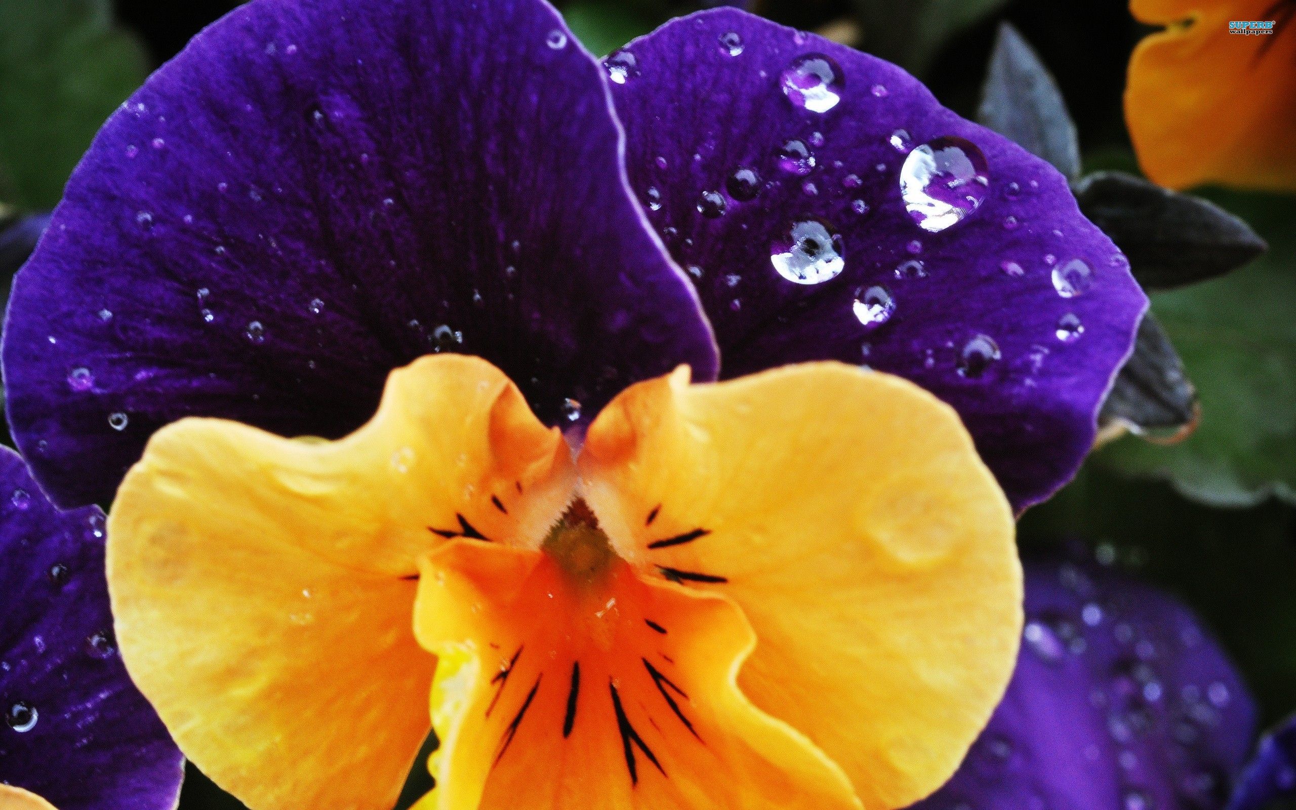 Yellow pansy wallpaper. Pansies, Beautiful flowers, Flowers