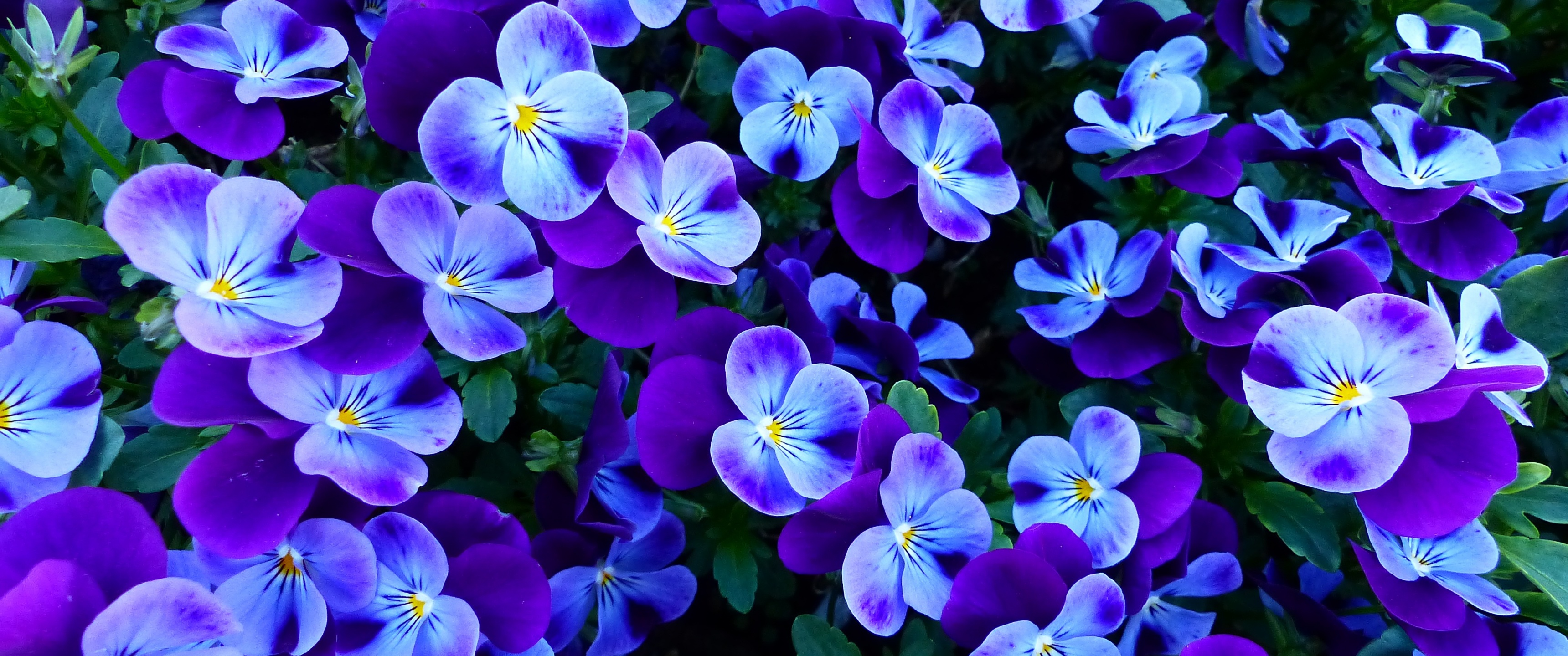 Pansy flowers Wallpaper 4K, Pansies, Violet flowers, Garden, Spring, Flowers