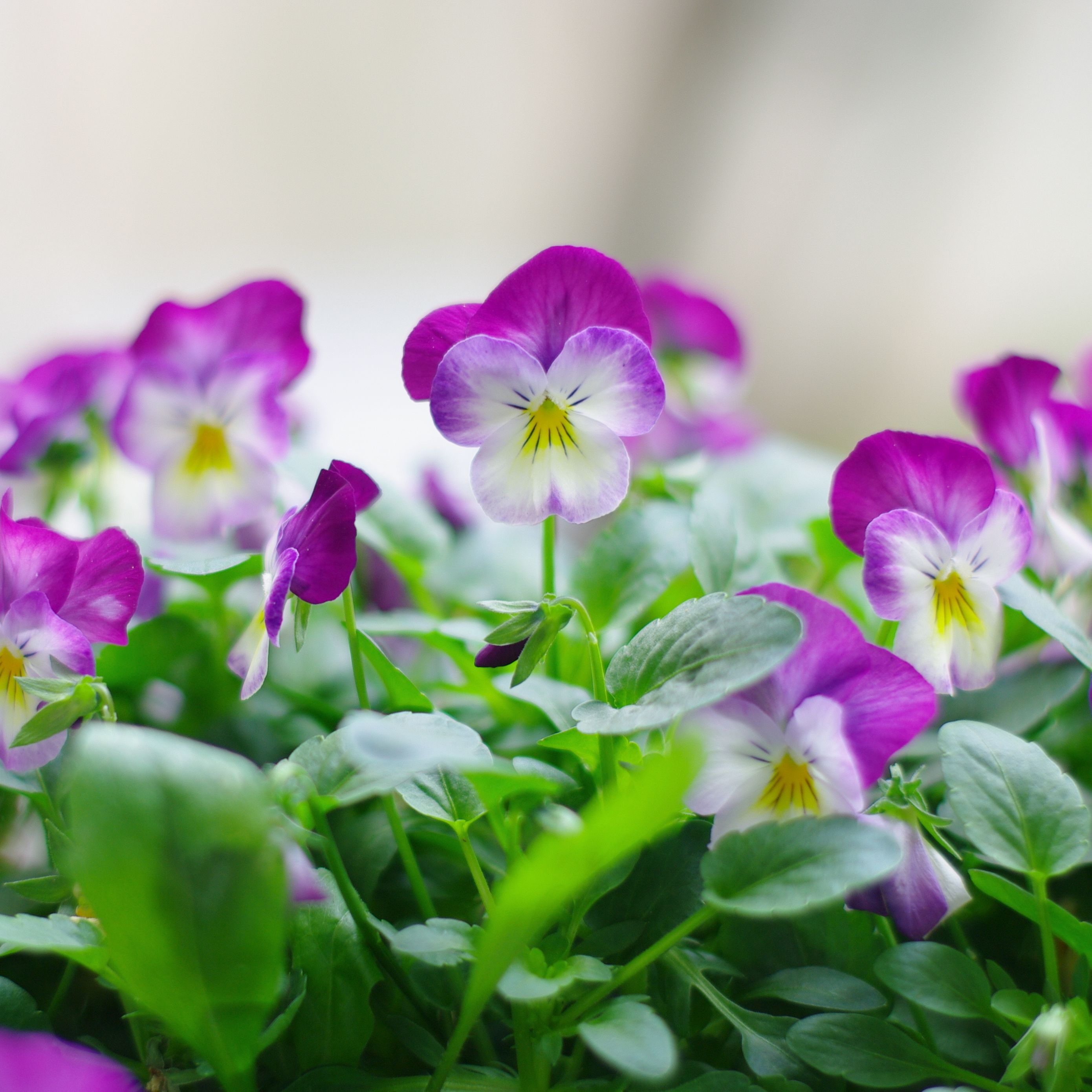 Download wallpaper 2780x2780 pansies, flowers, close up, herbs ipad air, ipad air 2, ipad 3, ipad 4, ipad mini 2, ipad mini 3, ipad mini 4, ipad pro 9.7 for parallax HD background