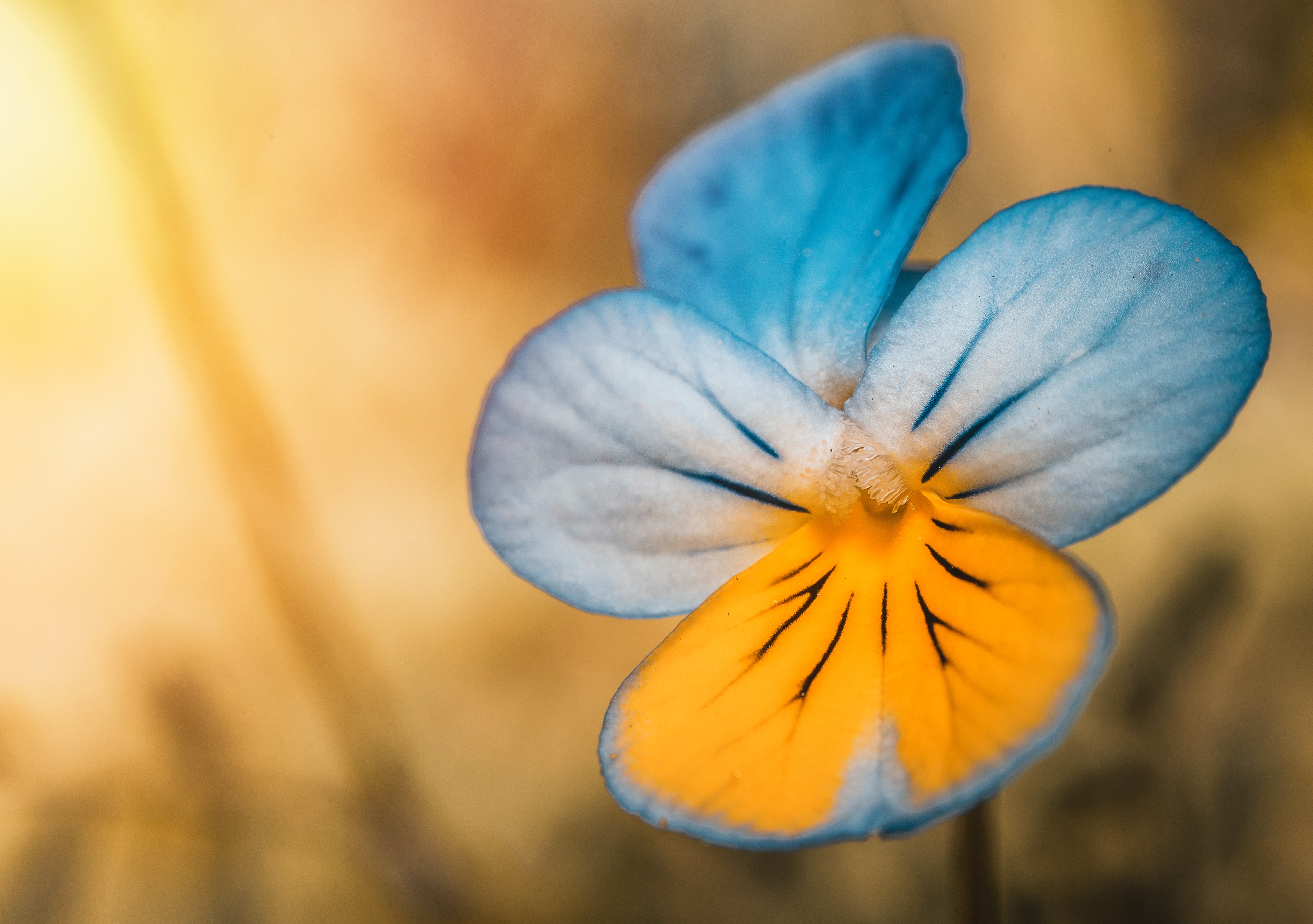 Closeup Photography of Blue and Yellow Pansy Flower · Free